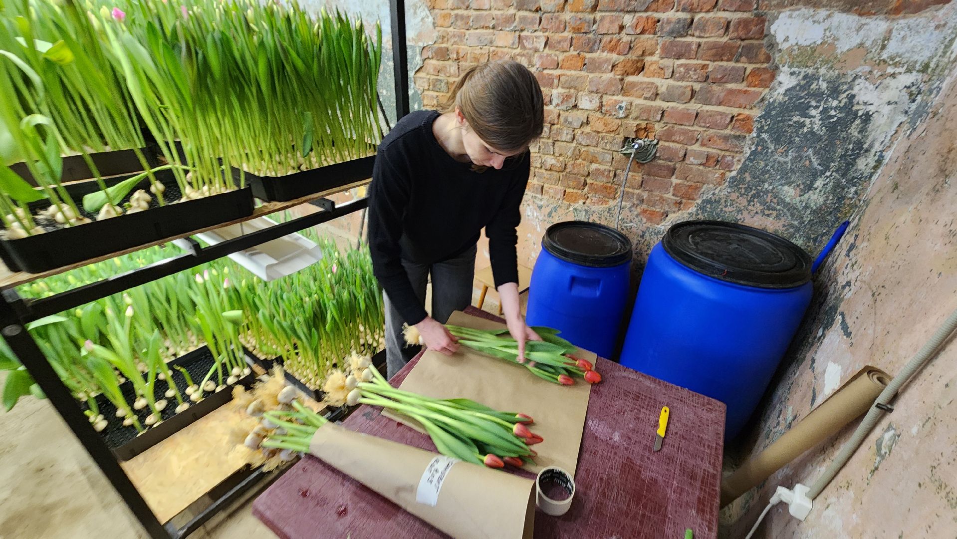 Руза, Тюльпаны, 8 марта, международный женский день, предприниматель,