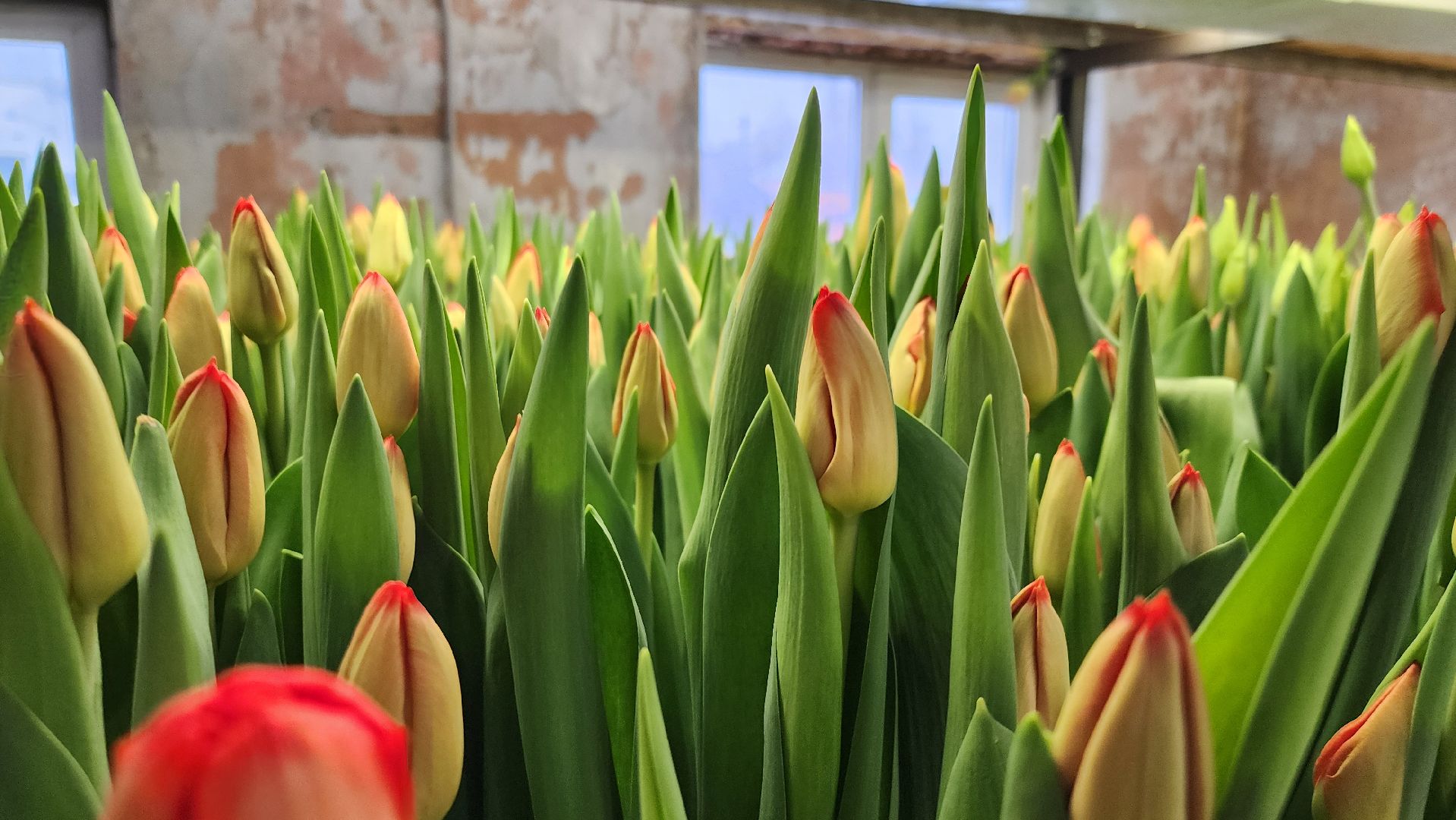 Руза, Тюльпаны, 8 марта, международный женский день, предприниматель,