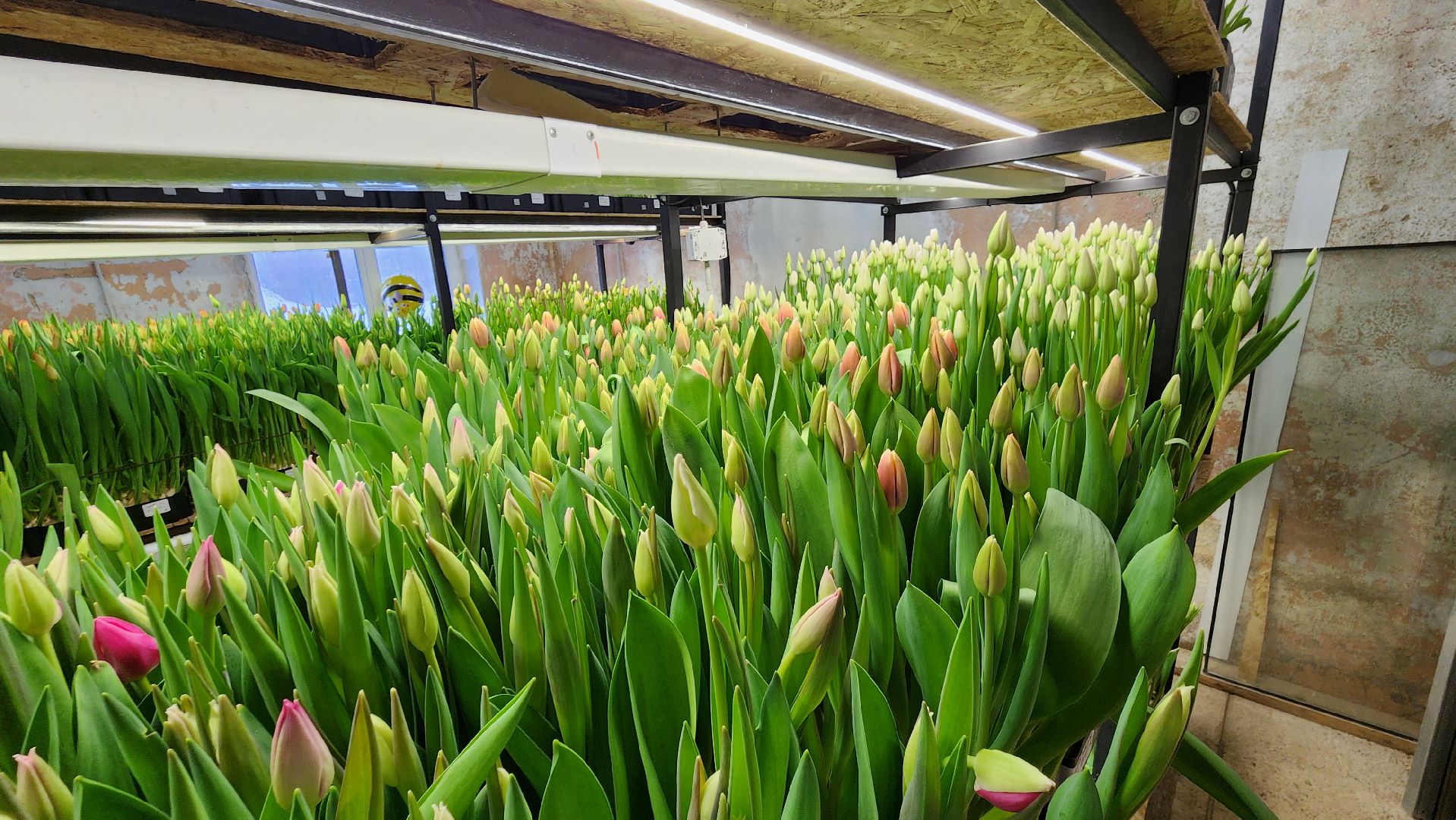 Руза, Тюльпаны, 8 марта, международный женский день, предприниматель,