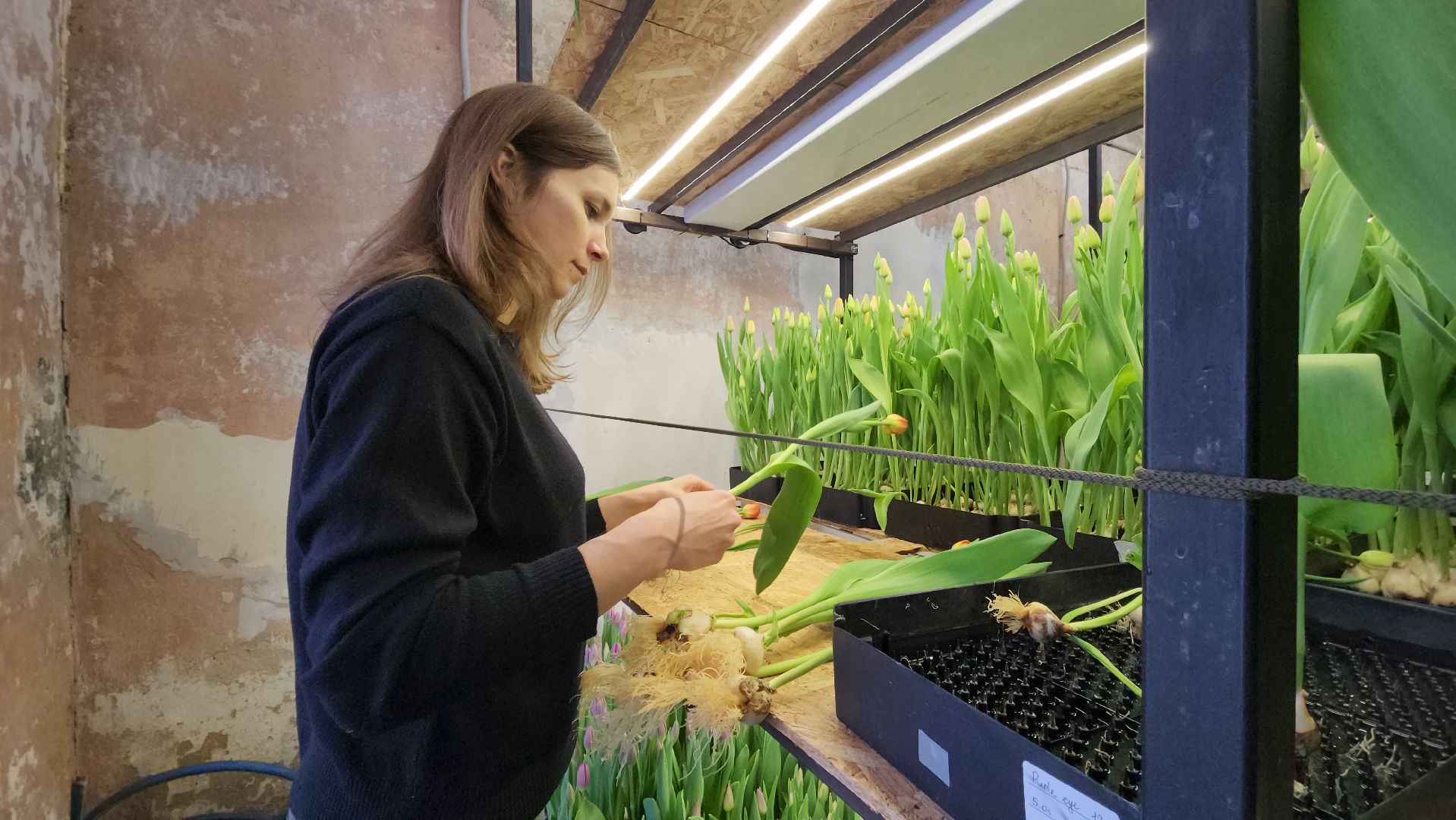 Руза, Тюльпаны, 8 марта, международный женский день, предприниматель,