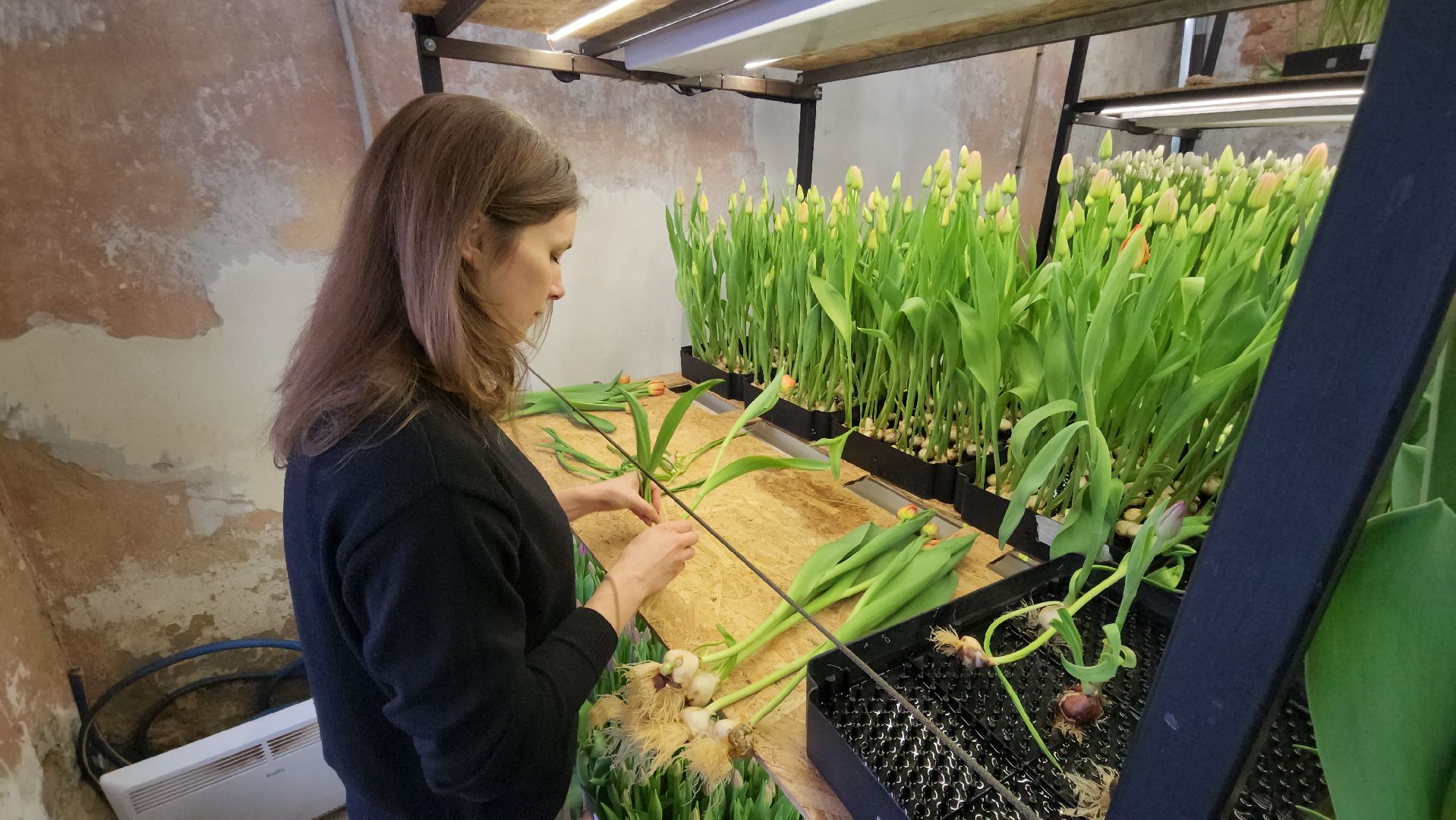 Руза, Тюльпаны, 8 марта, международный женский день, предприниматель,