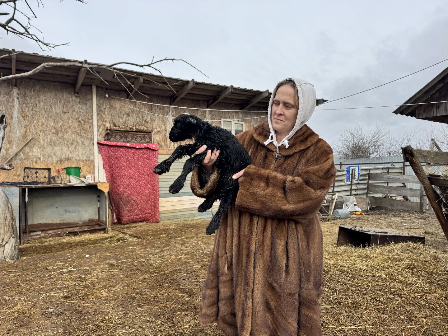 шаховская, сельское хозяйство, овцы, ягнята,