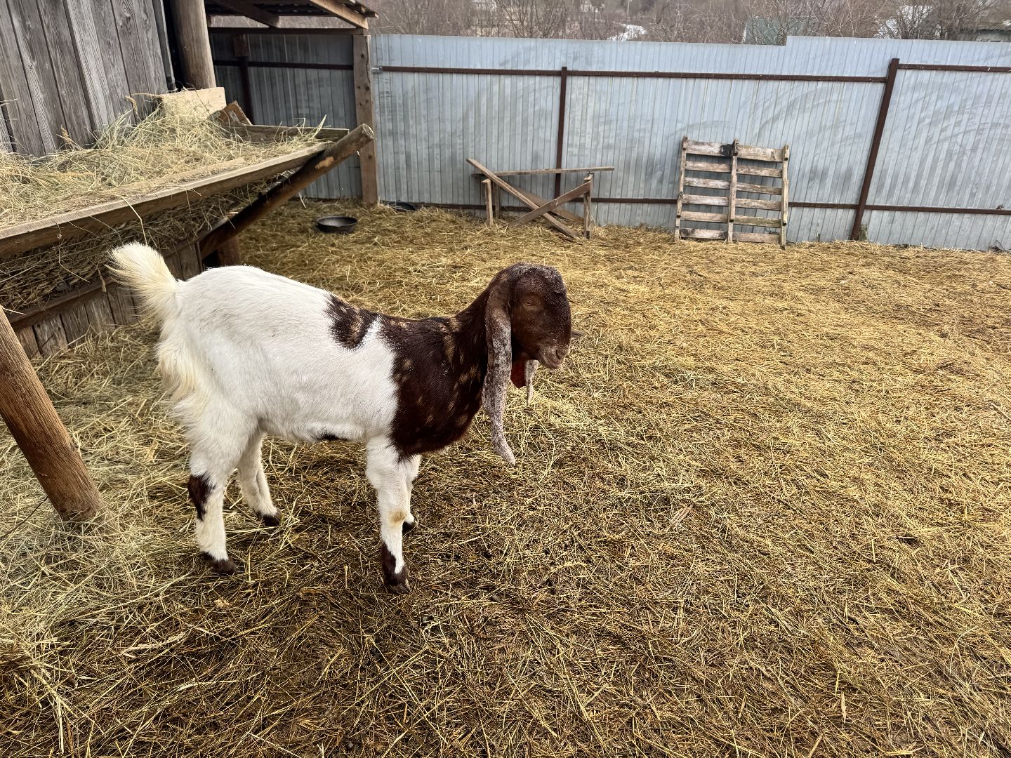 шаховская, сельское хозяйство, овцы, ягнята,