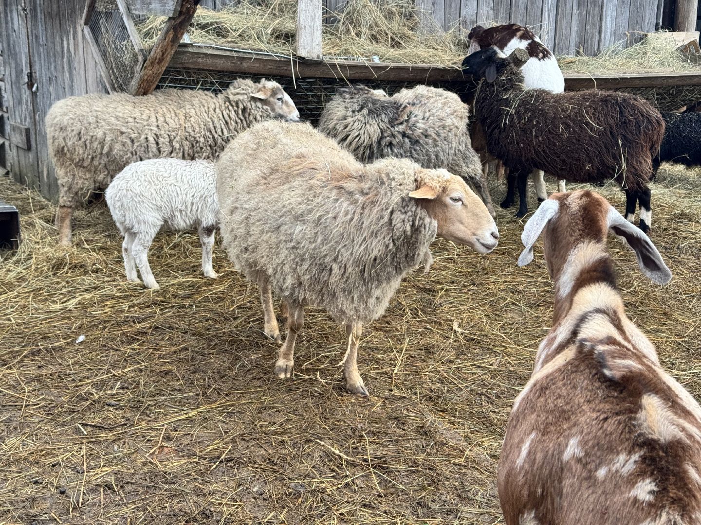 шаховская, сельское хозяйство, овцы, ягнята,