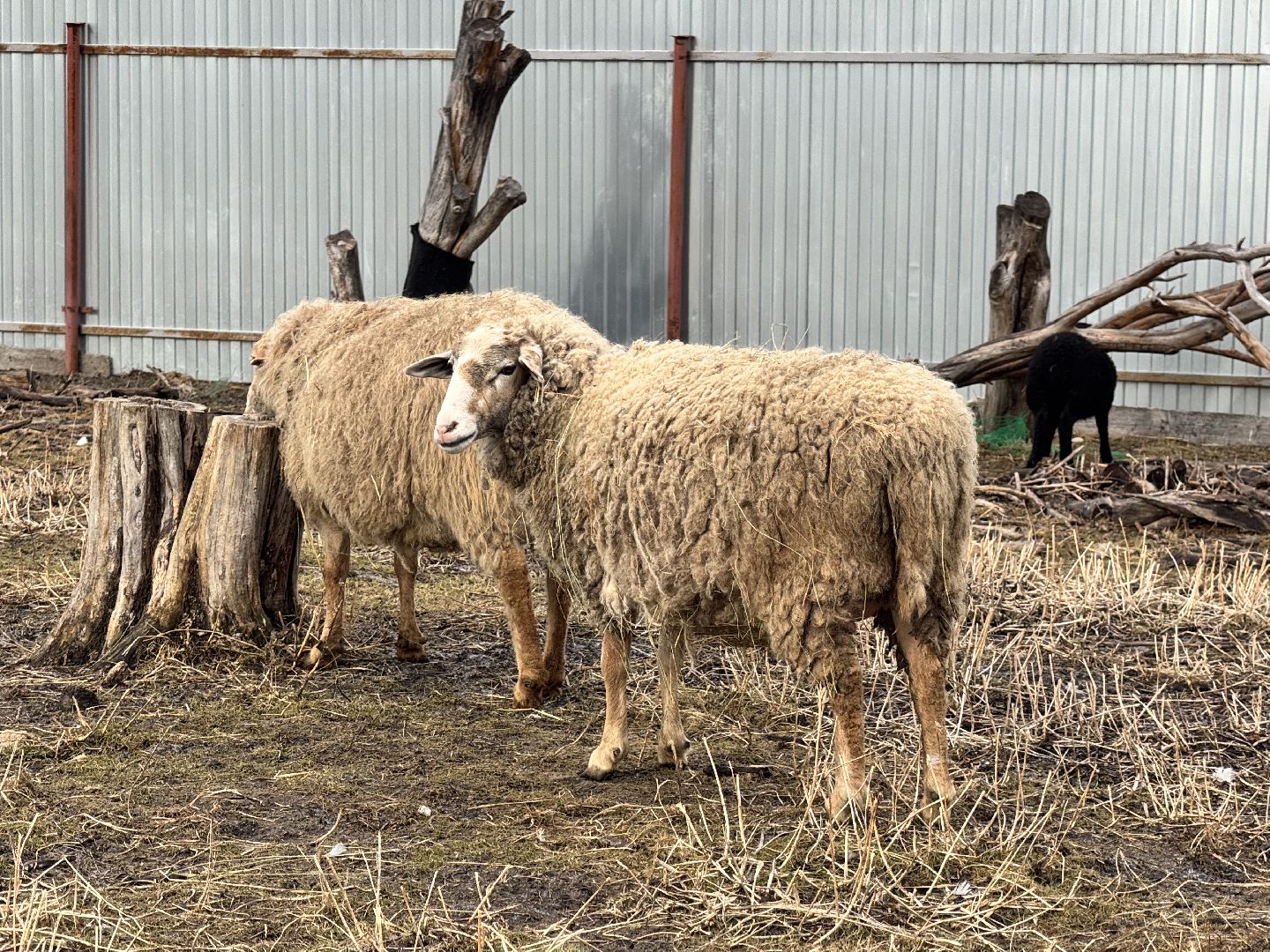 шаховская, сельское хозяйство, овцы, ягнята,