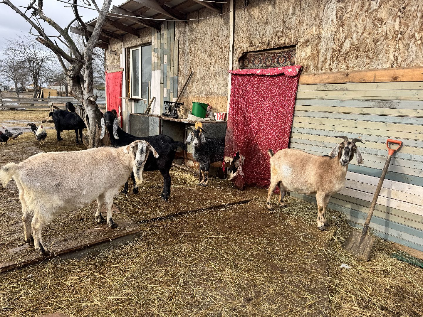 шаховская, сельское хозяйство, овцы, ягнята,