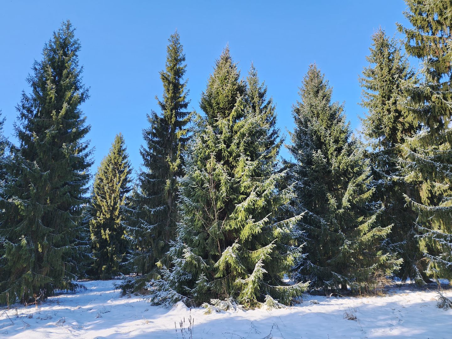 серпухов, подмосковье, русский лес, лесничий,