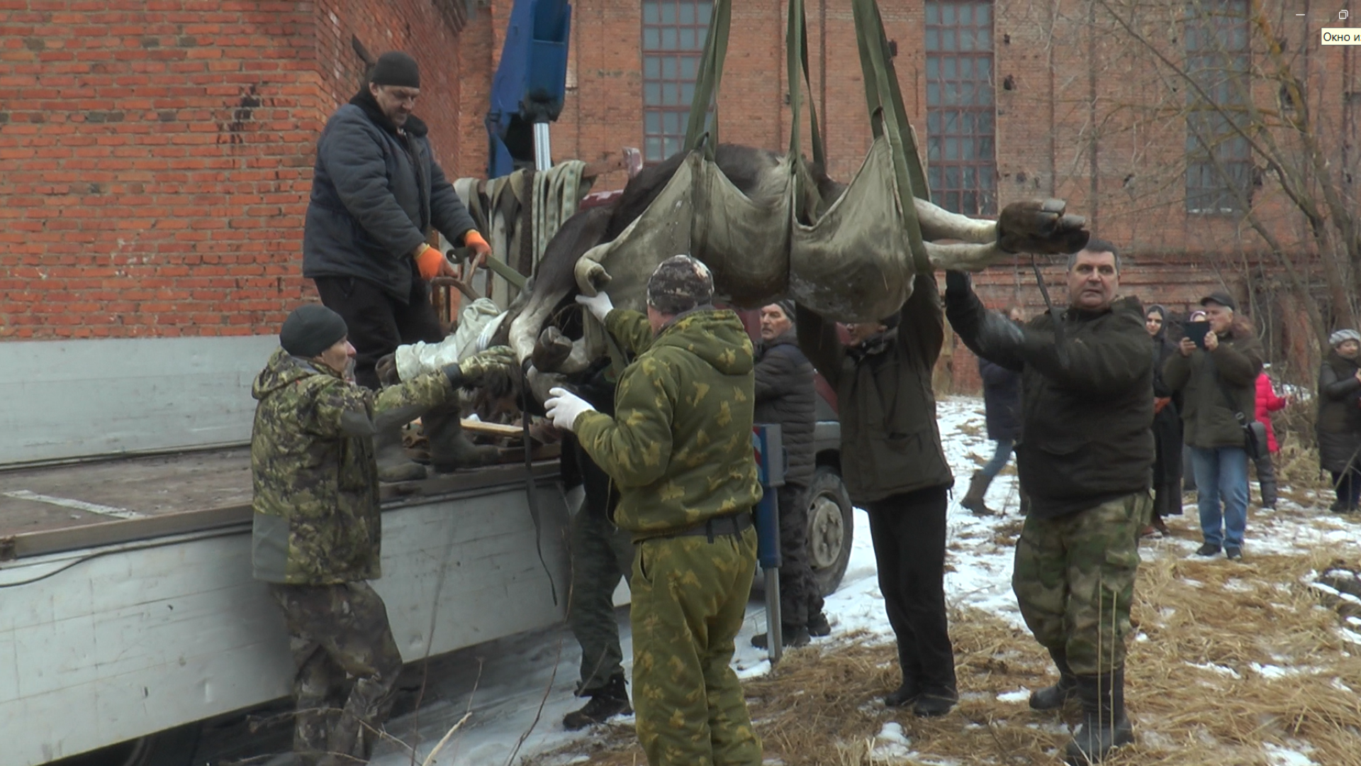 Дмитров, Охотнадзор, Минэкологии, Лось,