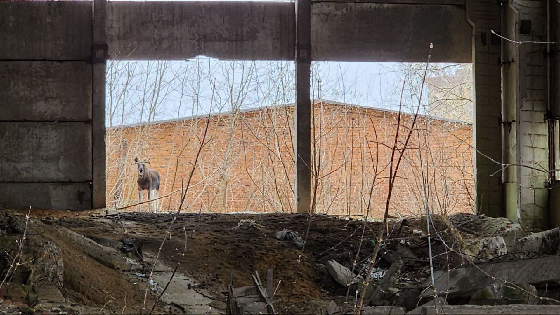 Дмитров, Охотнадзор, Минэкологии, Лось,