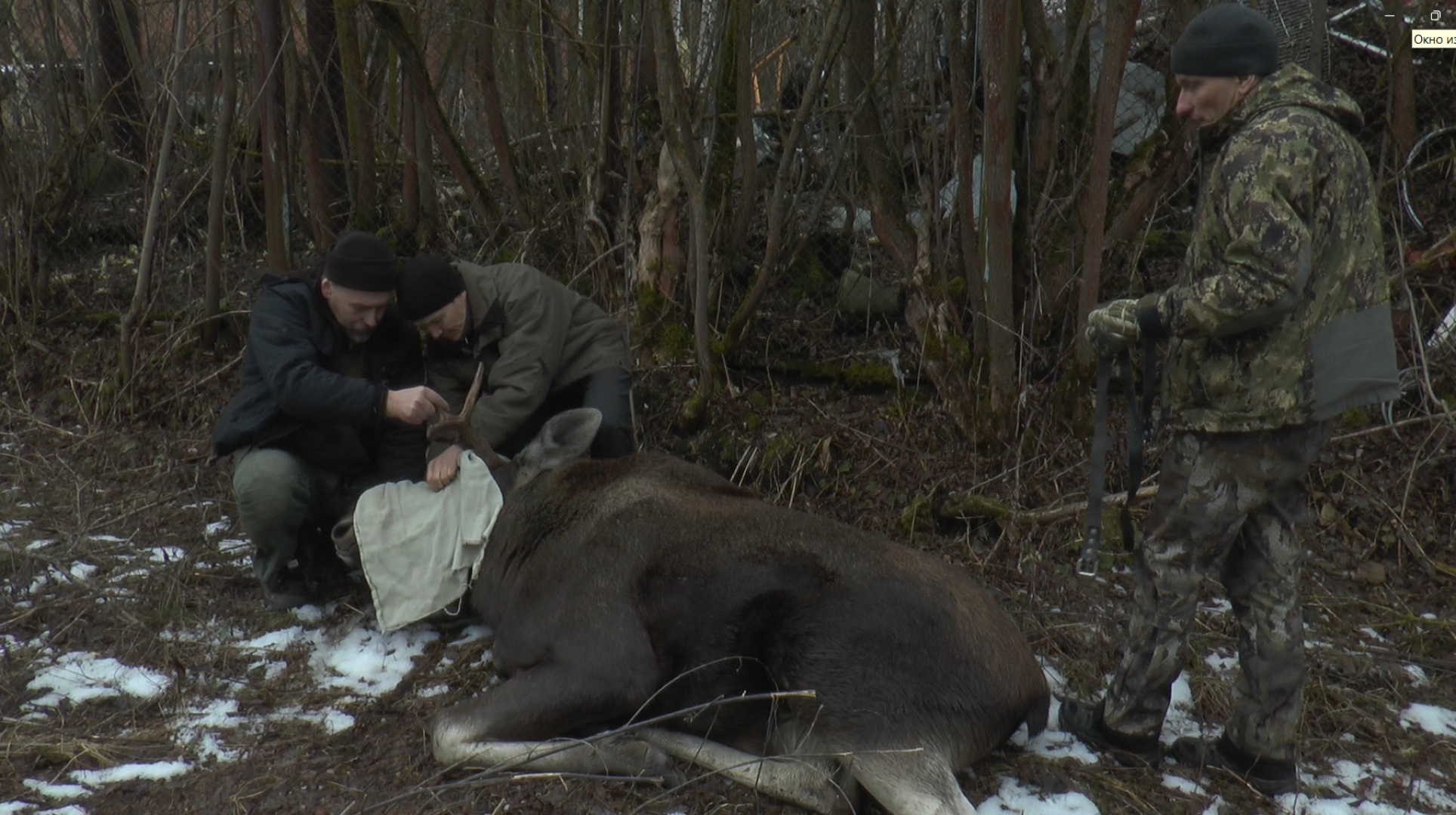 Дмитров, Охотнадзор, Минэкологии, Лось,