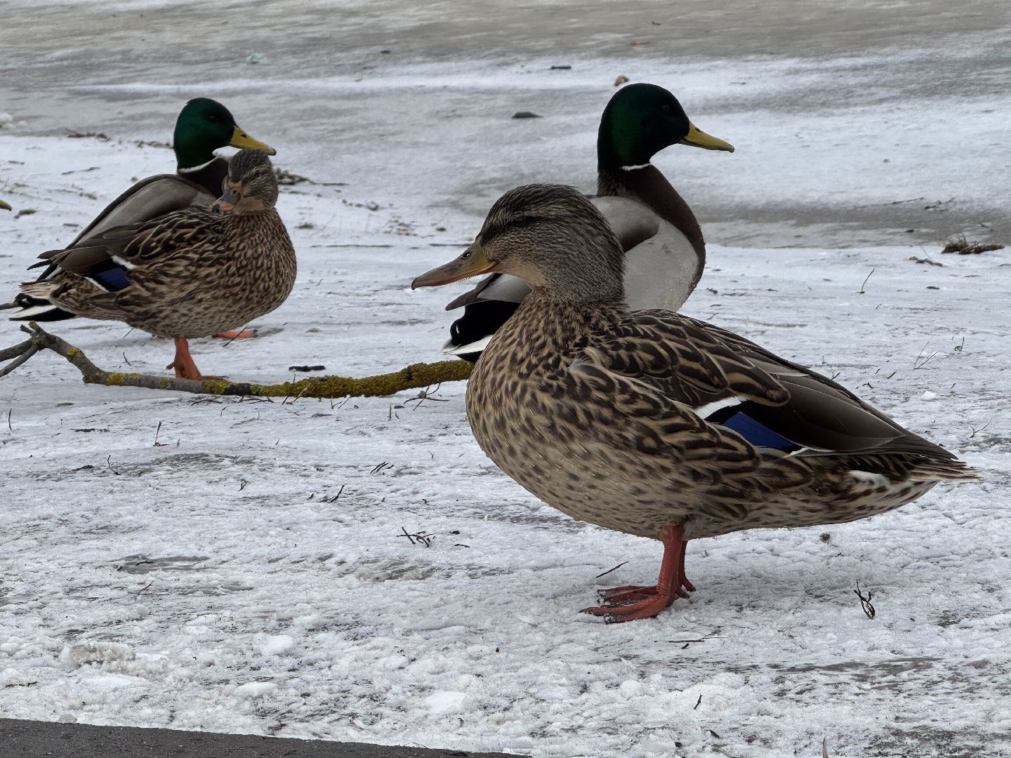 балашиха, утки, птицы, парк,