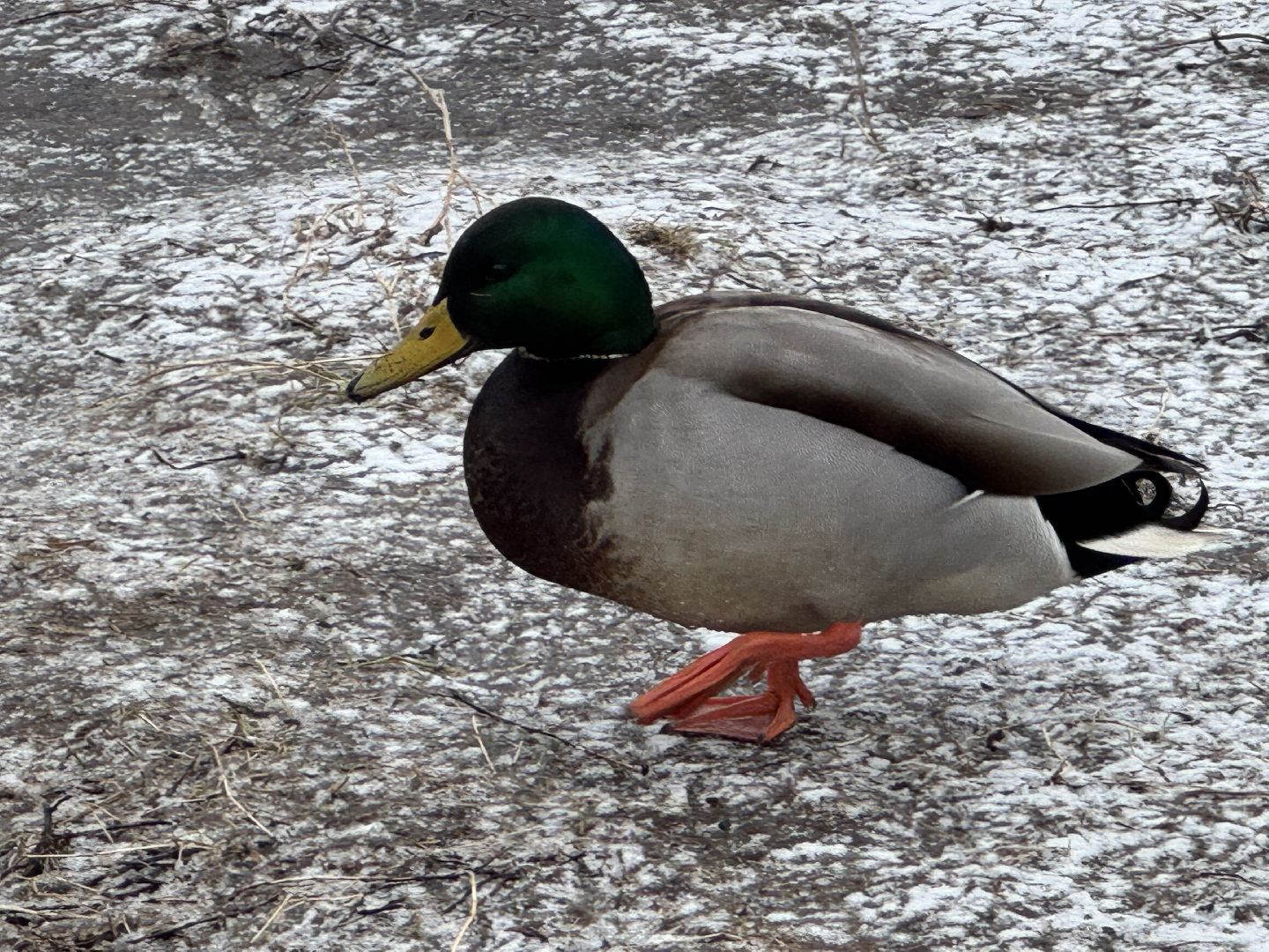 балашиха, утки, птицы, парк,