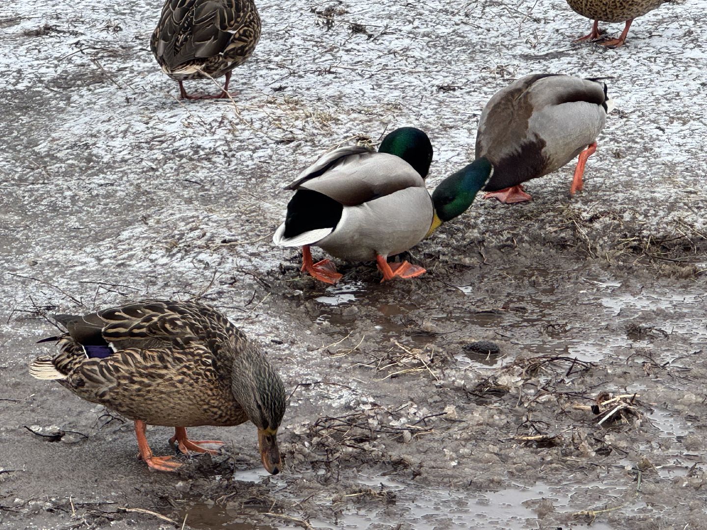 балашиха, утки, птицы, парк,