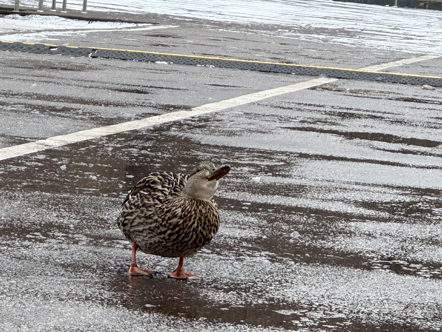 балашиха, утки, птицы, парк,