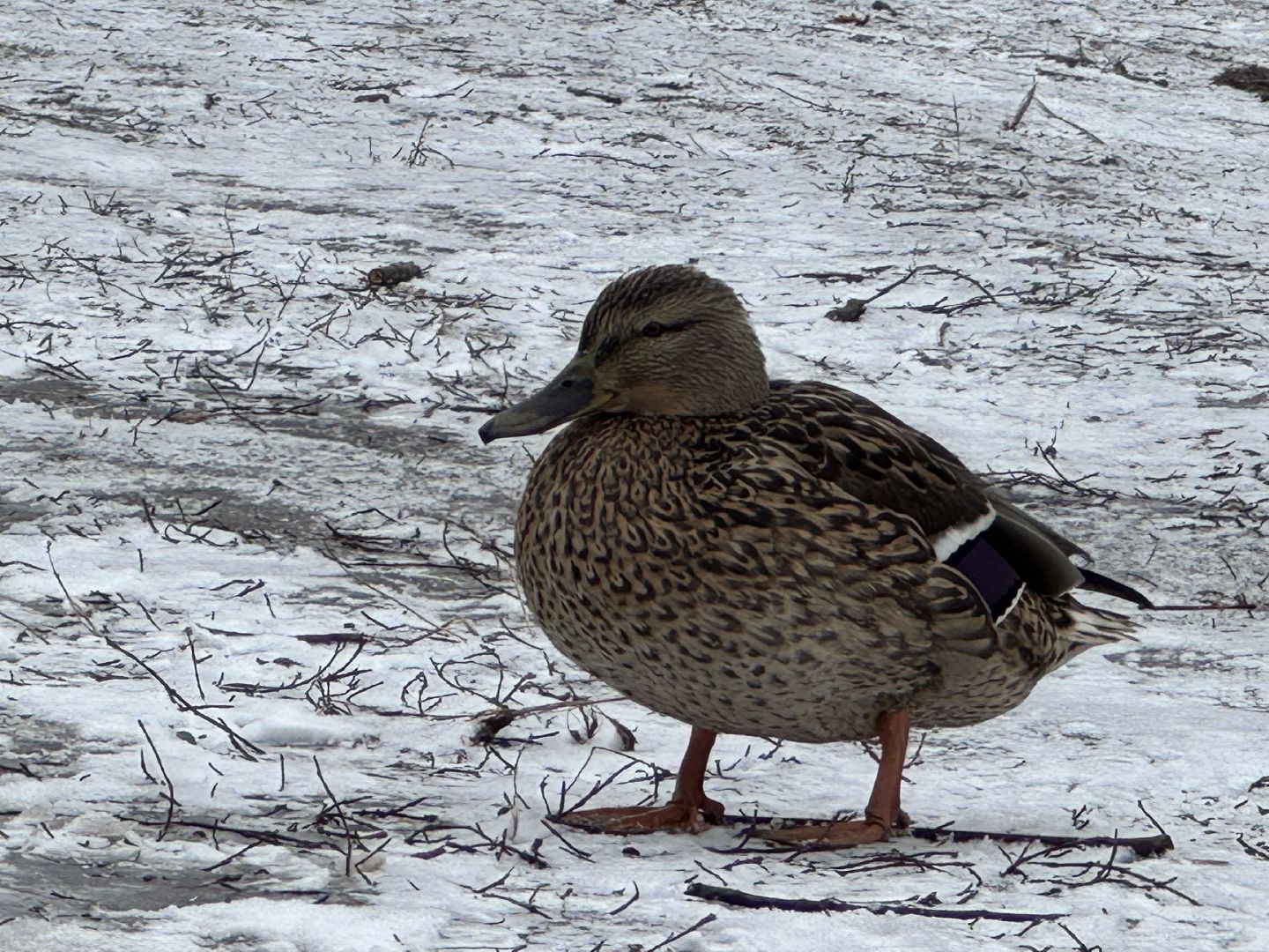 балашиха, утки, птицы, парк,