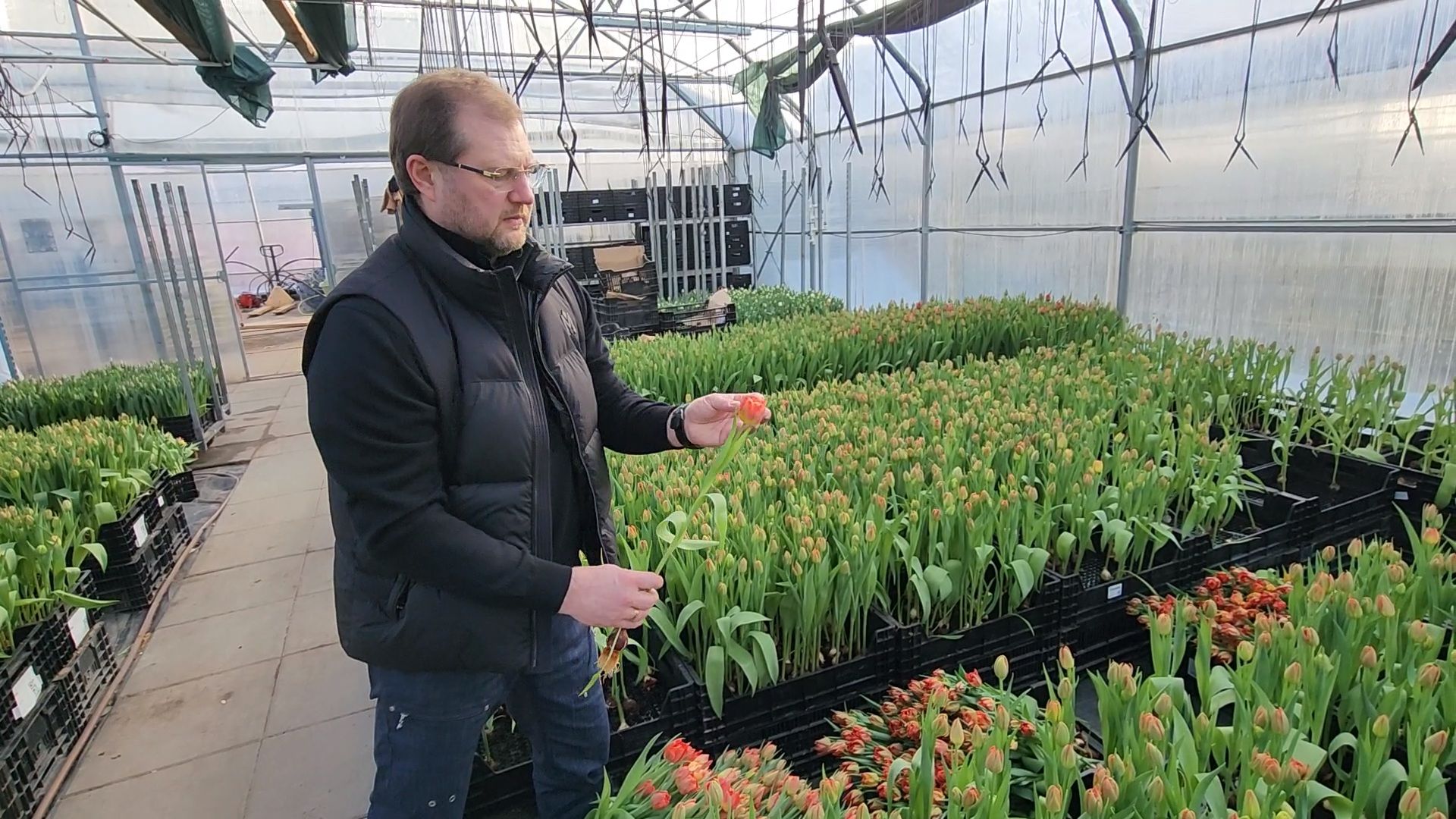 Чехов, деревня Хлевино,тепличный комплекс, тюльпаны, выращивание, производство, новая технология, гидропоника, искусственная среда, питательный раствор, без почвы,