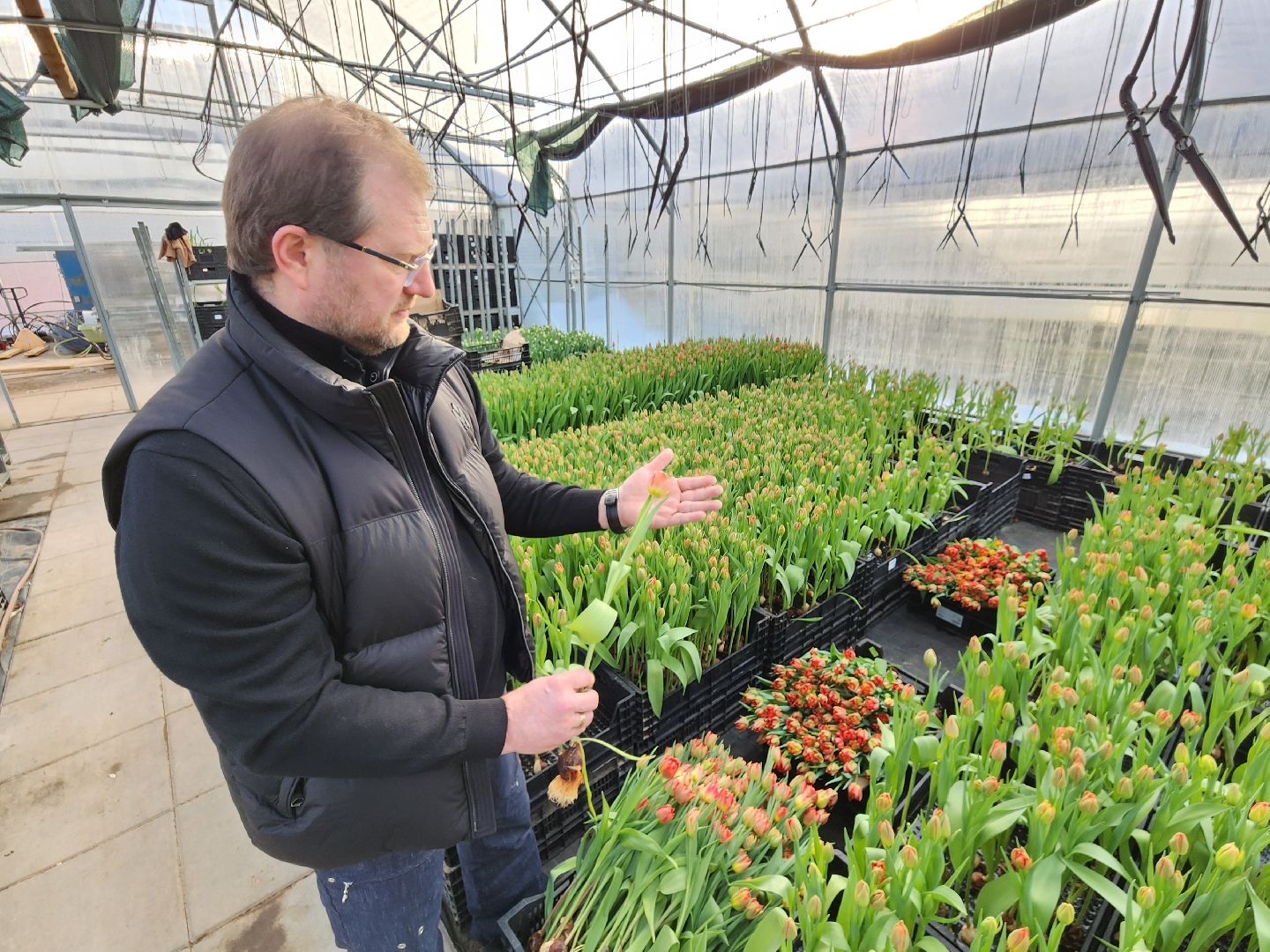 Чехов, деревня Хлевино,тепличный комплекс, тюльпаны, выращивание, производство, новая технология, гидропоника, искусственная среда, питательный раствор, без почвы,