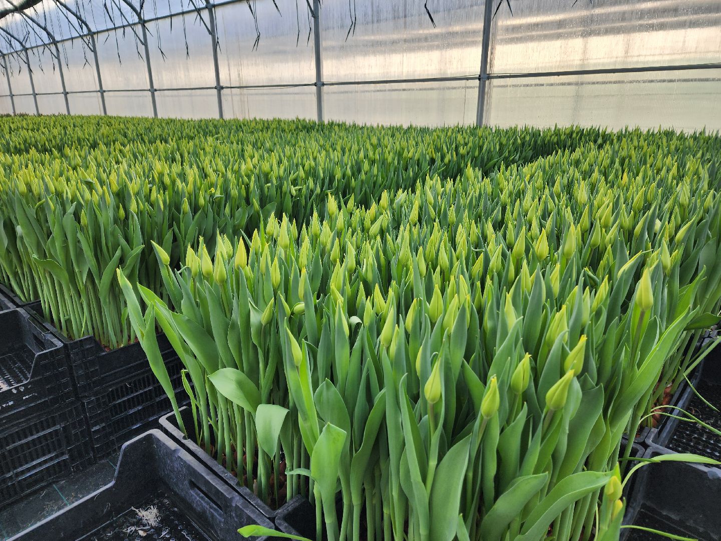 Чехов, деревня Хлевино,тепличный комплекс, тюльпаны, выращивание, производство, новая технология, гидропоника, искусственная среда, питательный раствор, без почвы,