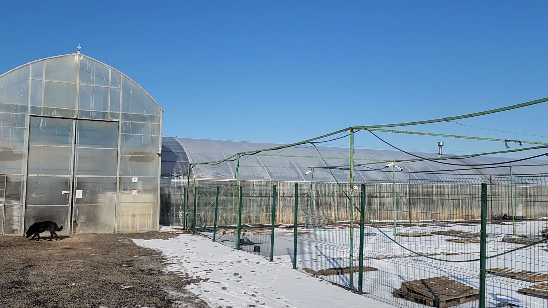 Чехов, деревня Хлевино,тепличный комплекс, тюльпаны, выращивание, производство, новая технология, гидропоника, искусственная среда, питательный раствор, без почвы,