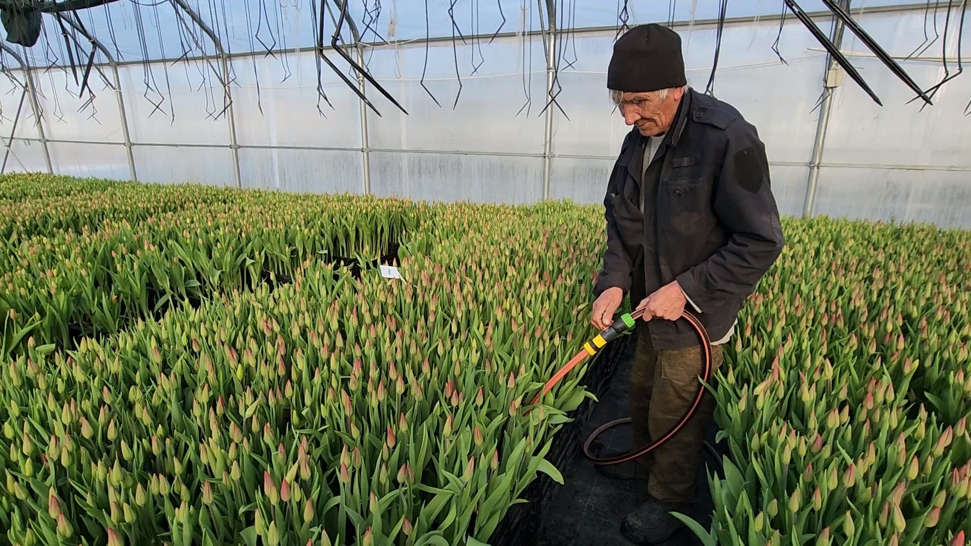 Чехов, деревня Хлевино,тепличный комплекс, тюльпаны, выращивание, производство, новая технология, гидропоника, искусственная среда, питательный раствор, без почвы,