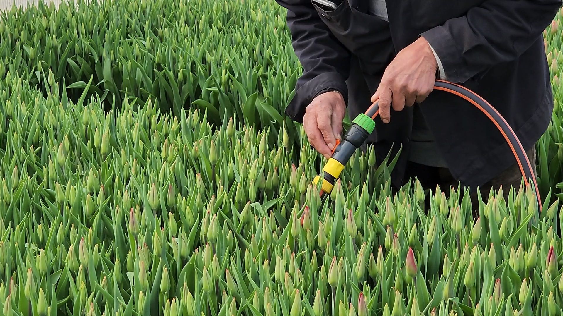 Чехов, деревня Хлевино,тепличный комплекс, тюльпаны, выращивание, производство, новая технология, гидропоника, искусственная среда, питательный раствор, без почвы,