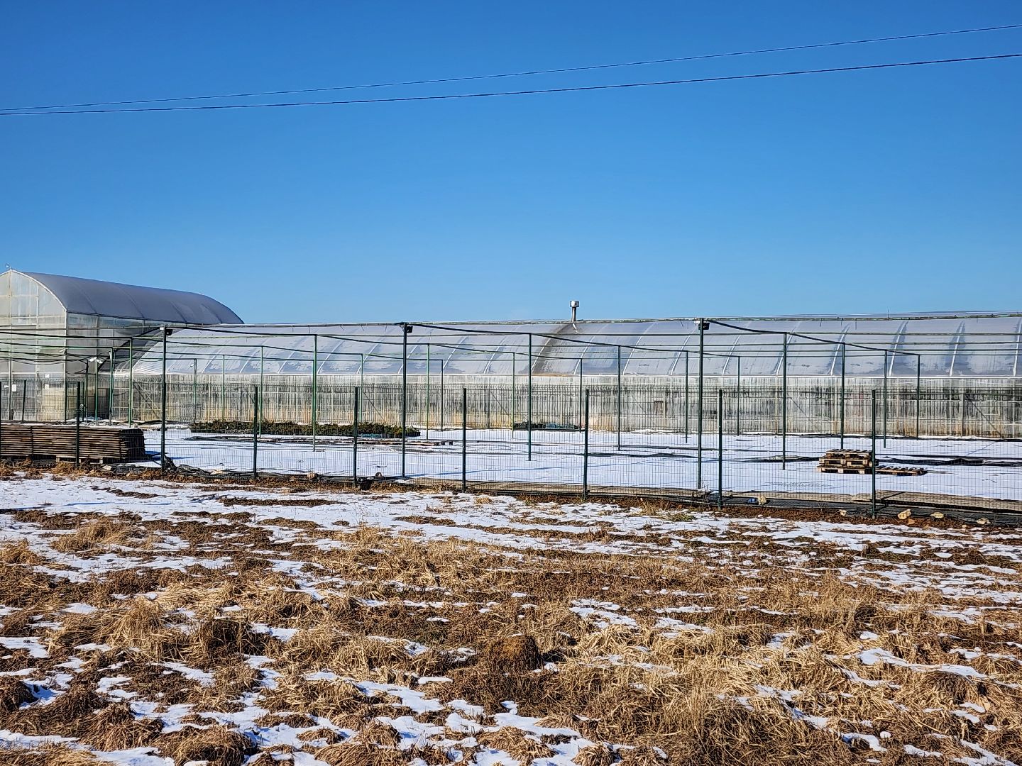 Чехов, деревня Хлевино,тепличный комплекс, тюльпаны, выращивание, производство, новая технология, гидропоника, искусственная среда, питательный раствор, без почвы,