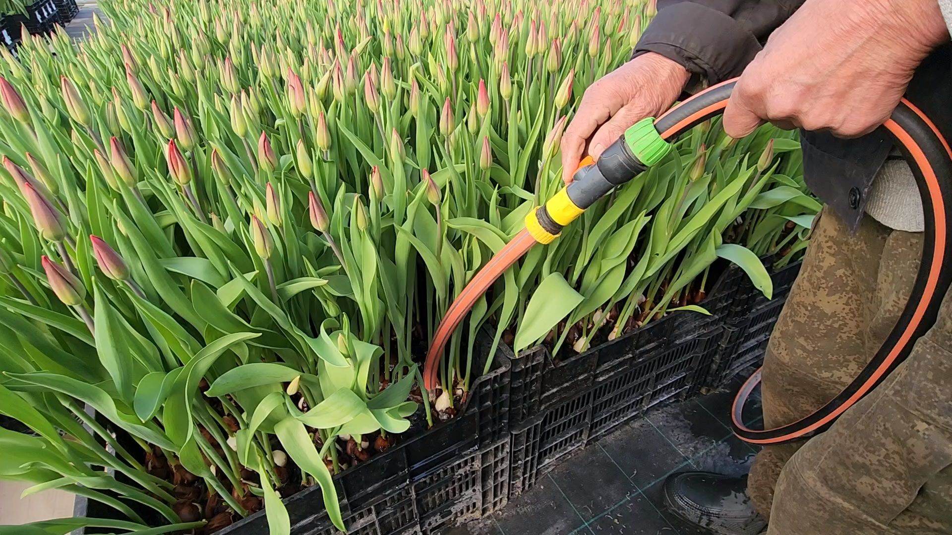 Чехов, деревня Хлевино,тепличный комплекс, тюльпаны, выращивание, производство, новая технология, гидропоника, искусственная среда, питательный раствор, без почвы,