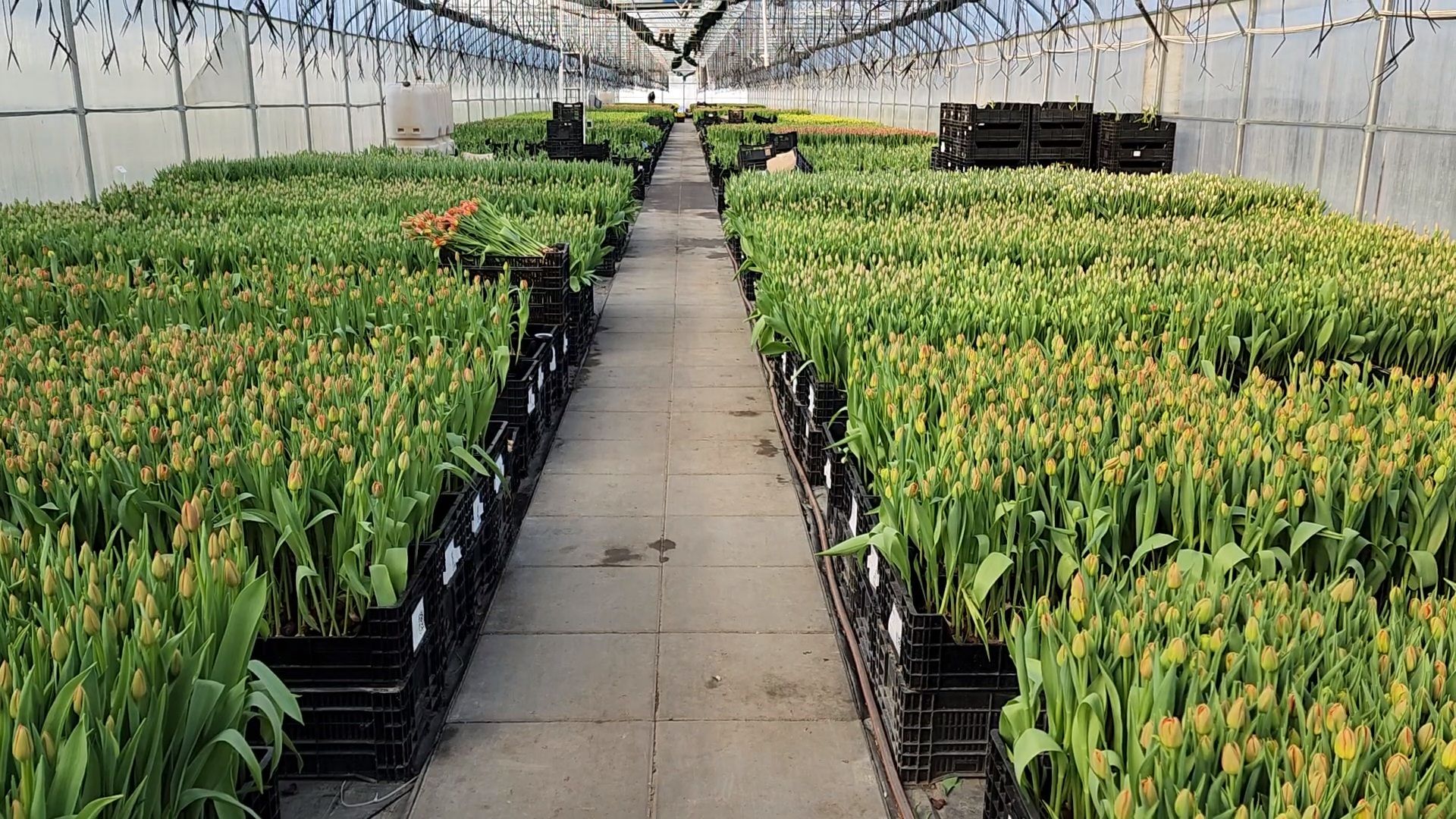 Чехов, деревня Хлевино,тепличный комплекс, тюльпаны, выращивание, производство, новая технология, гидропоника, искусственная среда, питательный раствор, без почвы,
