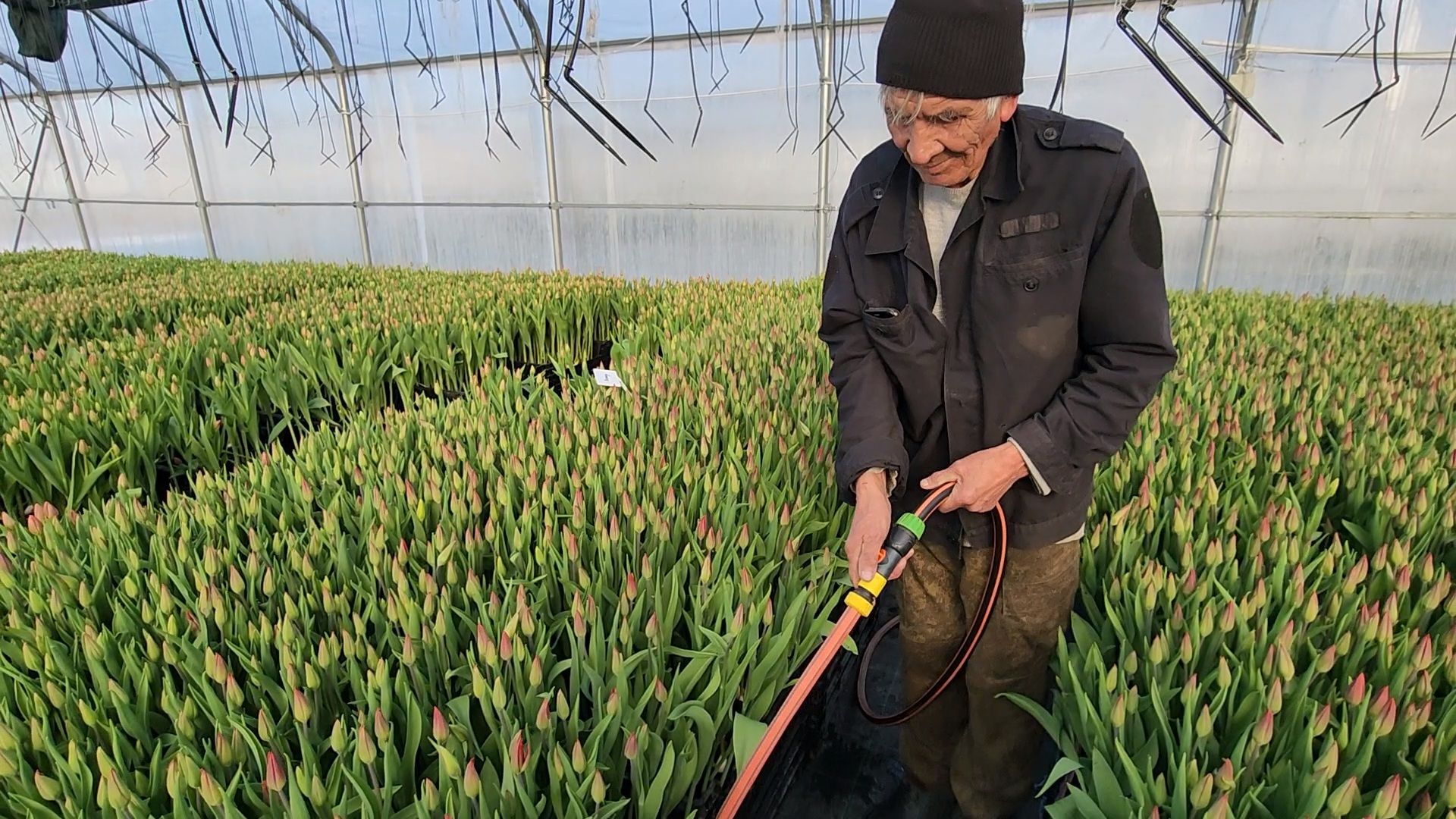 Чехов, деревня Хлевино,тепличный комплекс, тюльпаны, выращивание, производство, новая технология, гидропоника, искусственная среда, питательный раствор, без почвы,