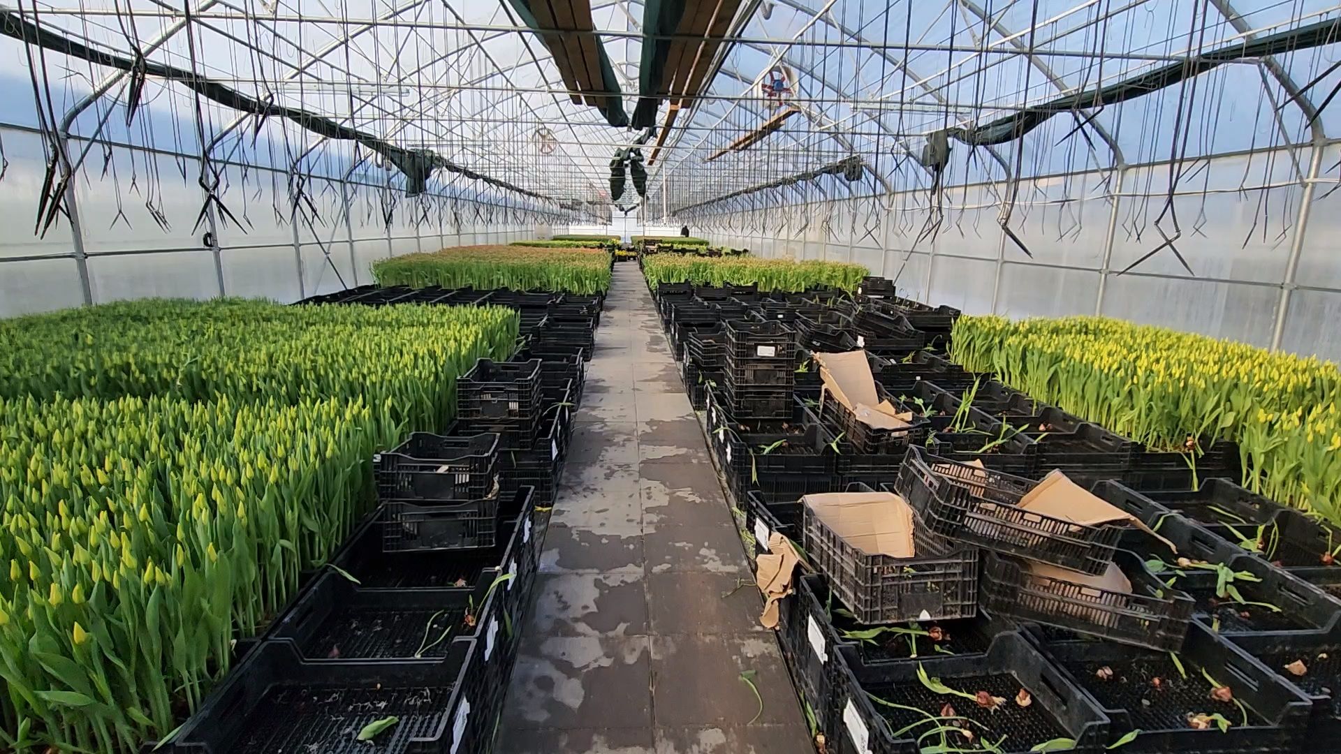 Чехов, деревня Хлевино,тепличный комплекс, тюльпаны, выращивание, производство, новая технология, гидропоника, искусственная среда, питательный раствор, без почвы,