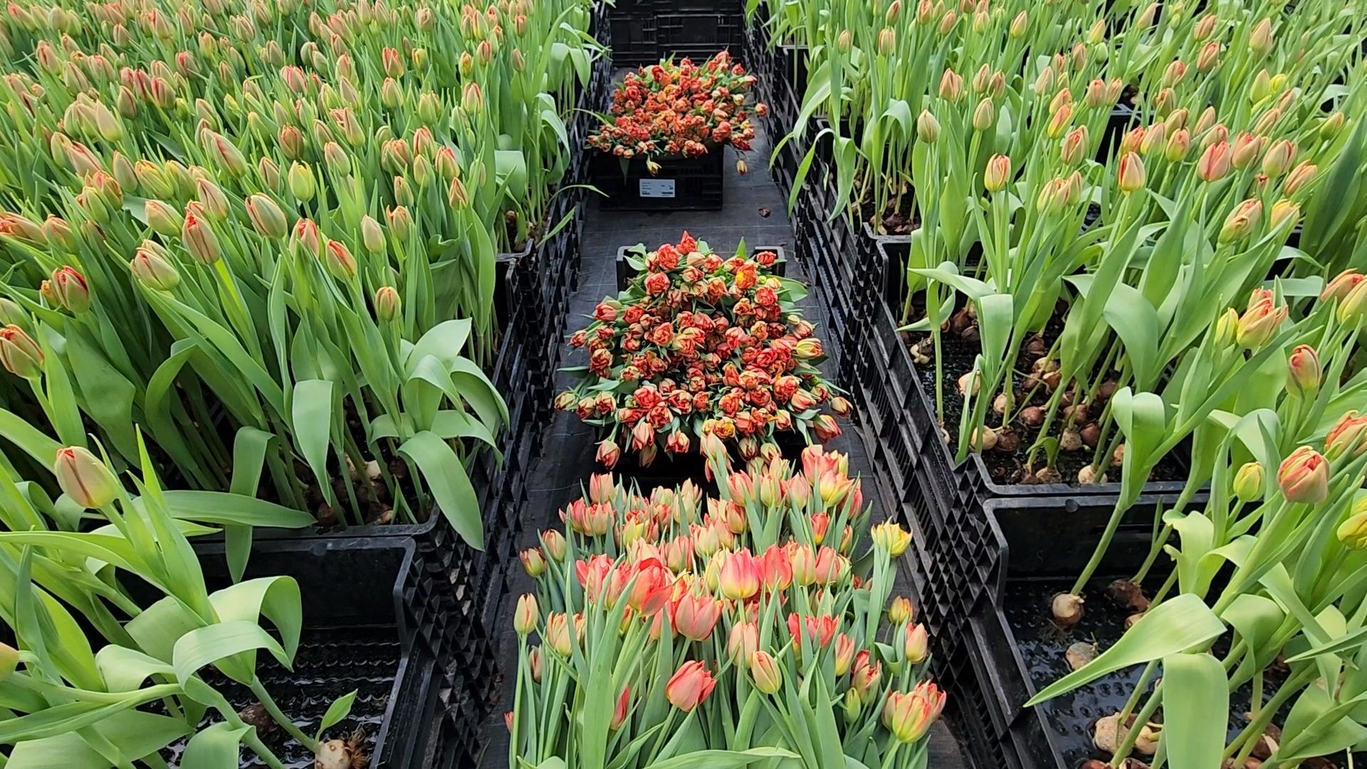 Чехов, деревня Хлевино,тепличный комплекс, тюльпаны, выращивание, производство, новая технология, гидропоника, искусственная среда, питательный раствор, без почвы,