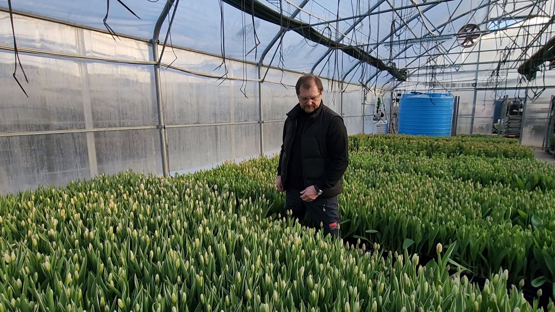 Чехов, деревня Хлевино,тепличный комплекс, тюльпаны, выращивание, производство, новая технология, гидропоника, искусственная среда, питательный раствор, без почвы,