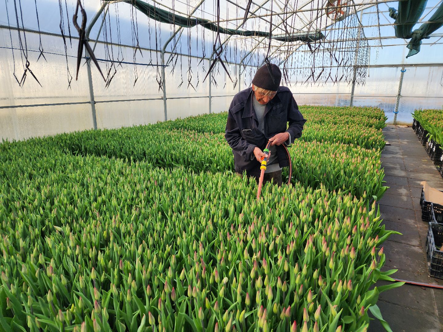 Чехов, деревня Хлевино,тепличный комплекс, тюльпаны, выращивание, производство, новая технология, гидропоника, искусственная среда, питательный раствор, без почвы,