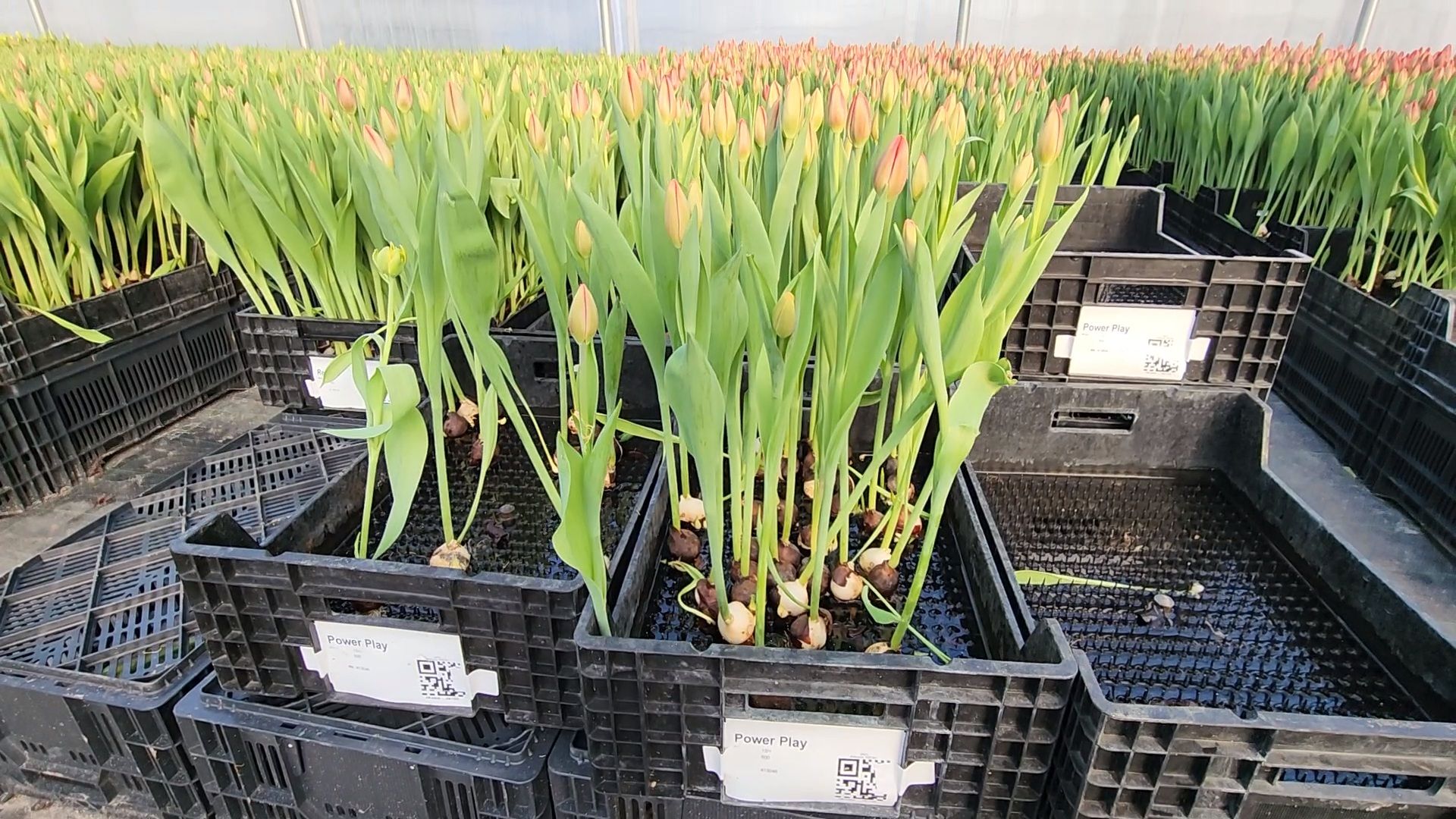 Чехов, деревня Хлевино,тепличный комплекс, тюльпаны, выращивание, производство, новая технология, гидропоника, искусственная среда, питательный раствор, без почвы,