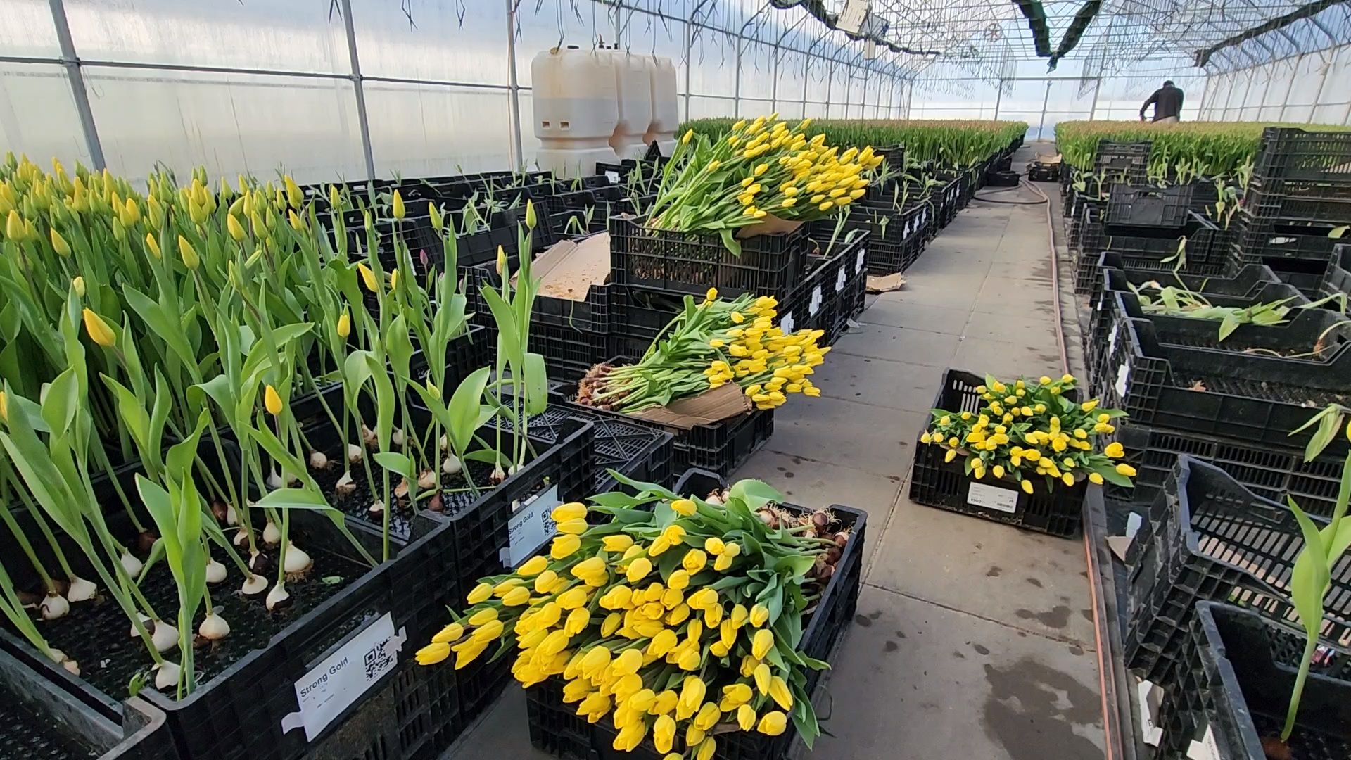 Чехов, деревня Хлевино,тепличный комплекс, тюльпаны, выращивание, производство, новая технология, гидропоника, искусственная среда, питательный раствор, без почвы,