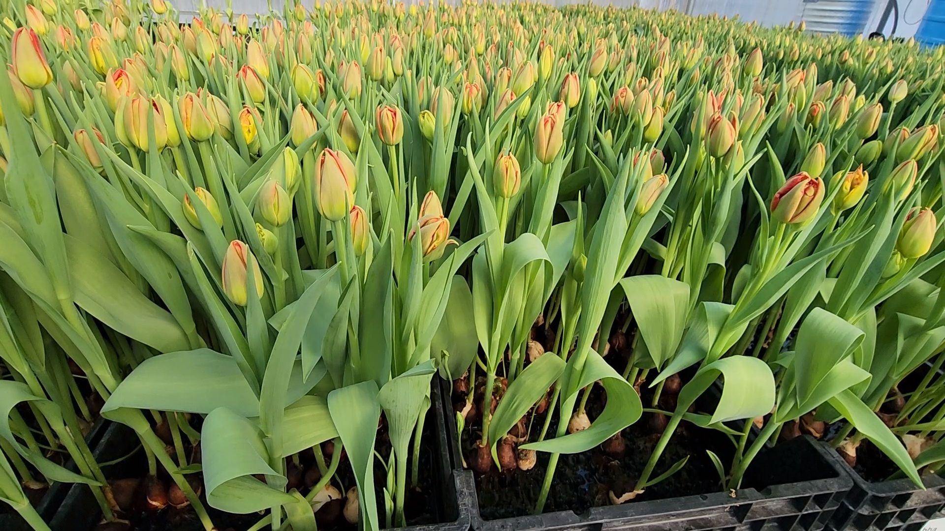 Чехов, деревня Хлевино,тепличный комплекс, тюльпаны, выращивание, производство, новая технология, гидропоника, искусственная среда, питательный раствор, без почвы,
