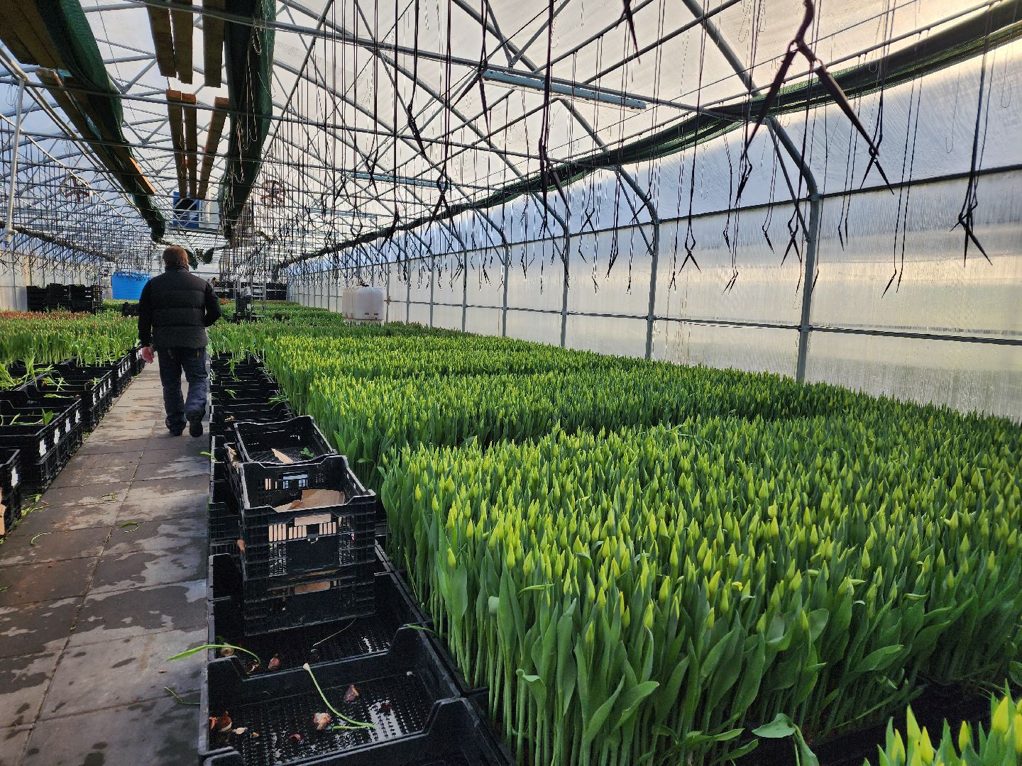 Чехов, деревня Хлевино,тепличный комплекс, тюльпаны, выращивание, производство, новая технология, гидропоника, искусственная среда, питательный раствор, без почвы,