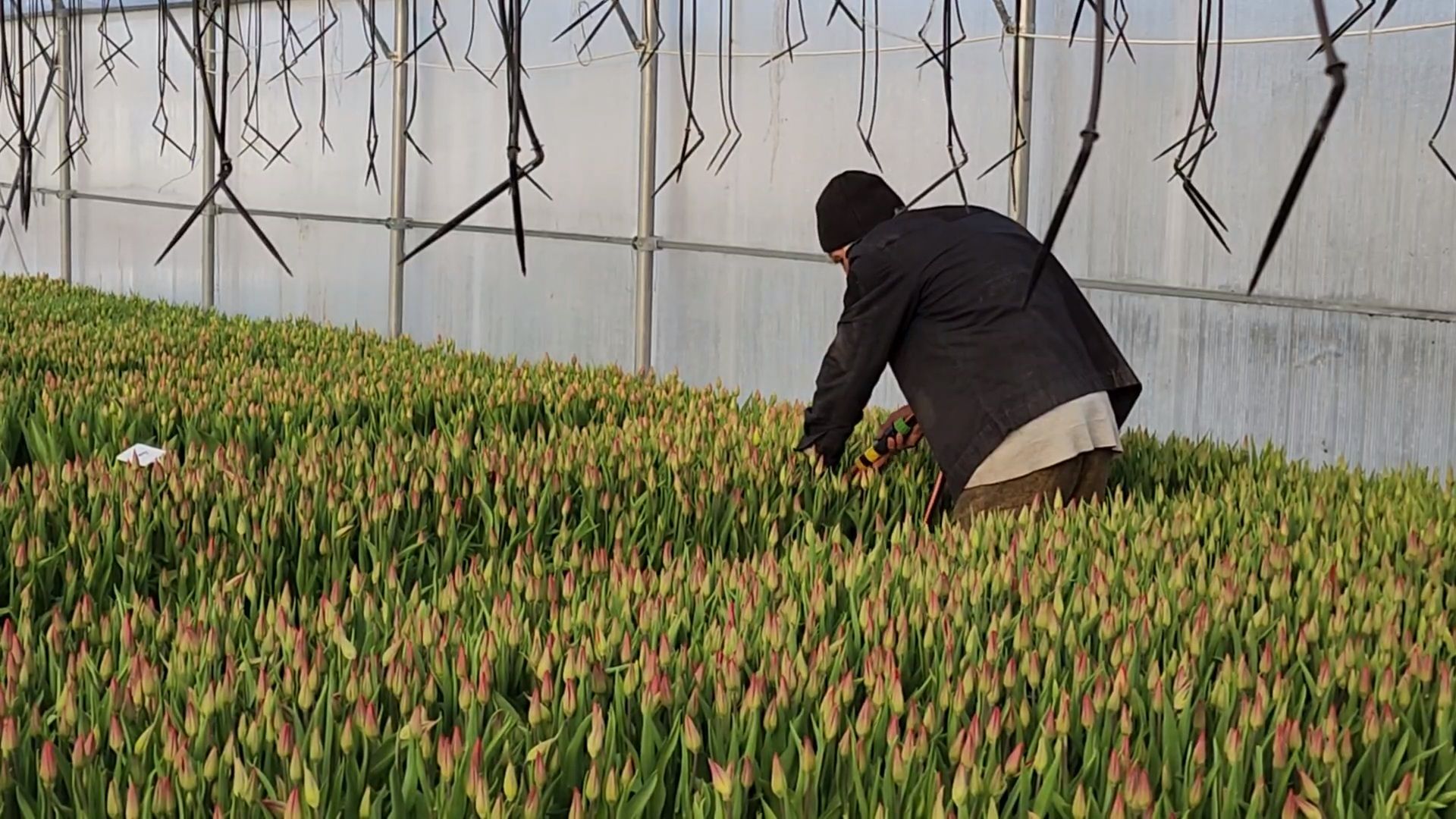 Чехов, деревня Хлевино,тепличный комплекс, тюльпаны, выращивание, производство, новая технология, гидропоника, искусственная среда, питательный раствор, без почвы,