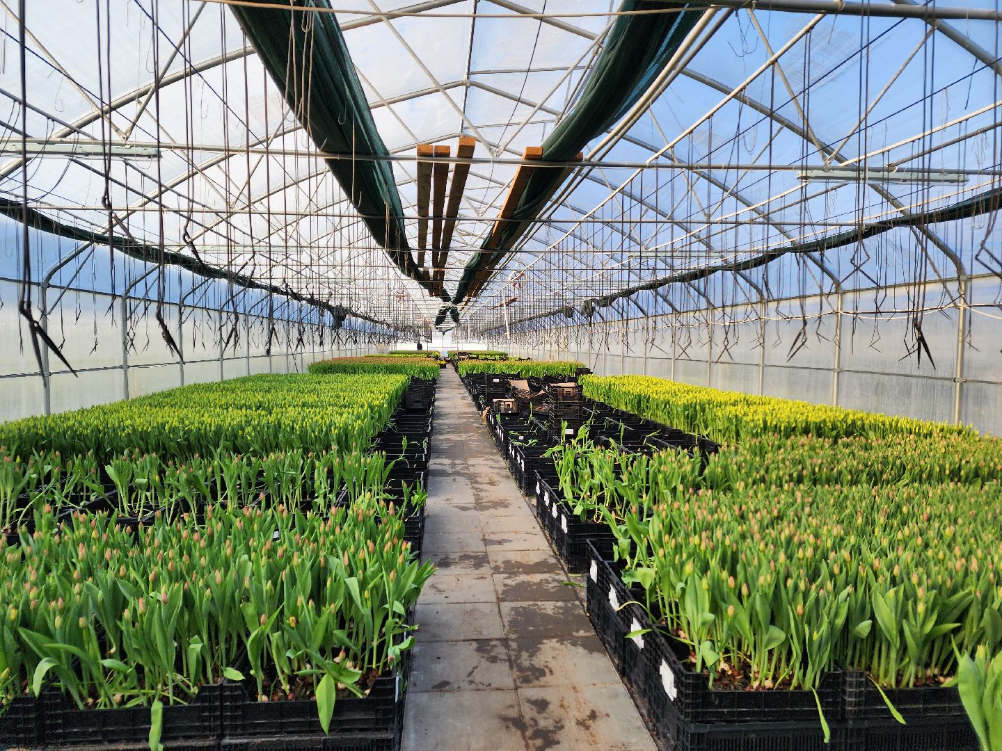 Чехов, деревня Хлевино,тепличный комплекс, тюльпаны, выращивание, производство, новая технология, гидропоника, искусственная среда, питательный раствор, без почвы,