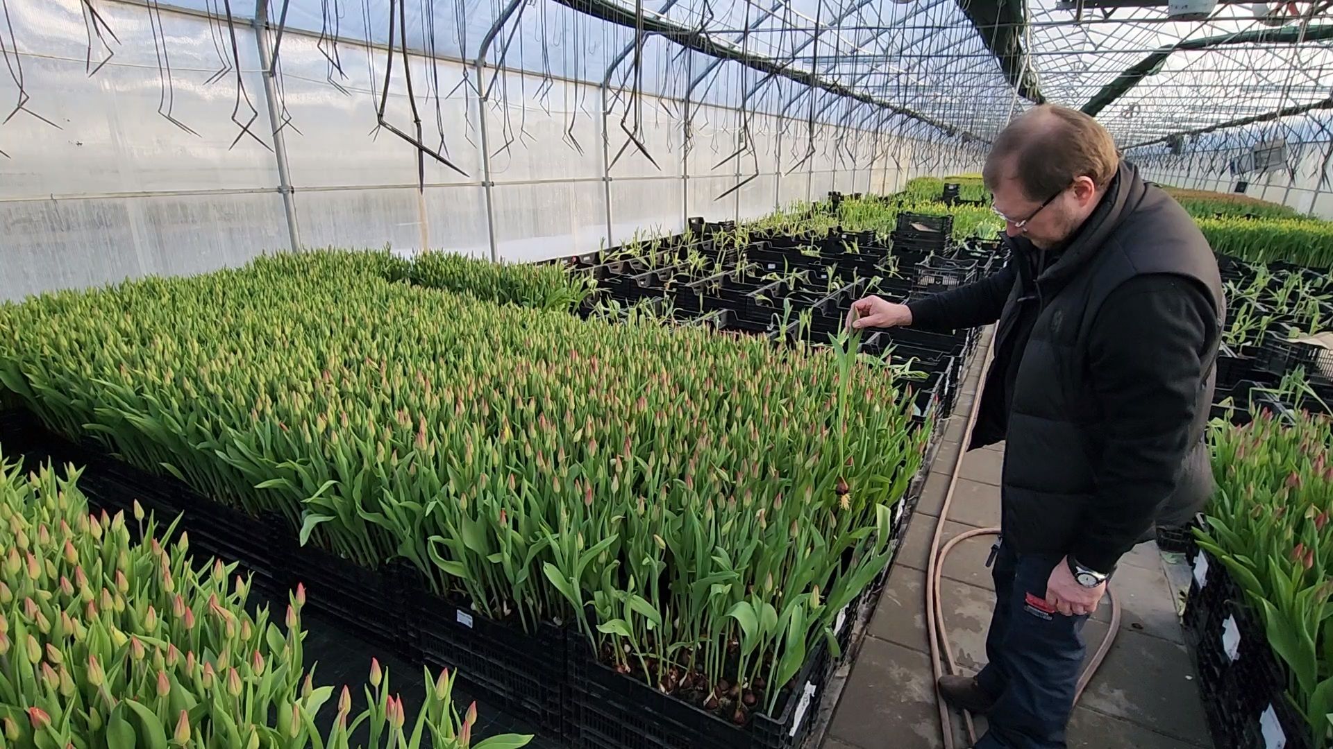Чехов, деревня Хлевино,тепличный комплекс, тюльпаны, выращивание, производство, новая технология, гидропоника, искусственная среда, питательный раствор, без почвы,