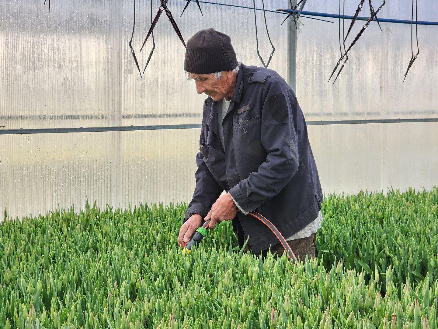 Чехов, деревня Хлевино,тепличный комплекс, тюльпаны, выращивание, производство, новая технология, гидропоника, искусственная среда, питательный раствор, без почвы,