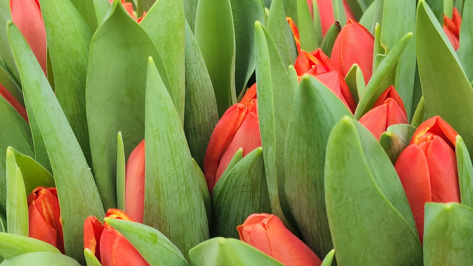 Подольск, 8 Марта, Поздравление,Мимозы,