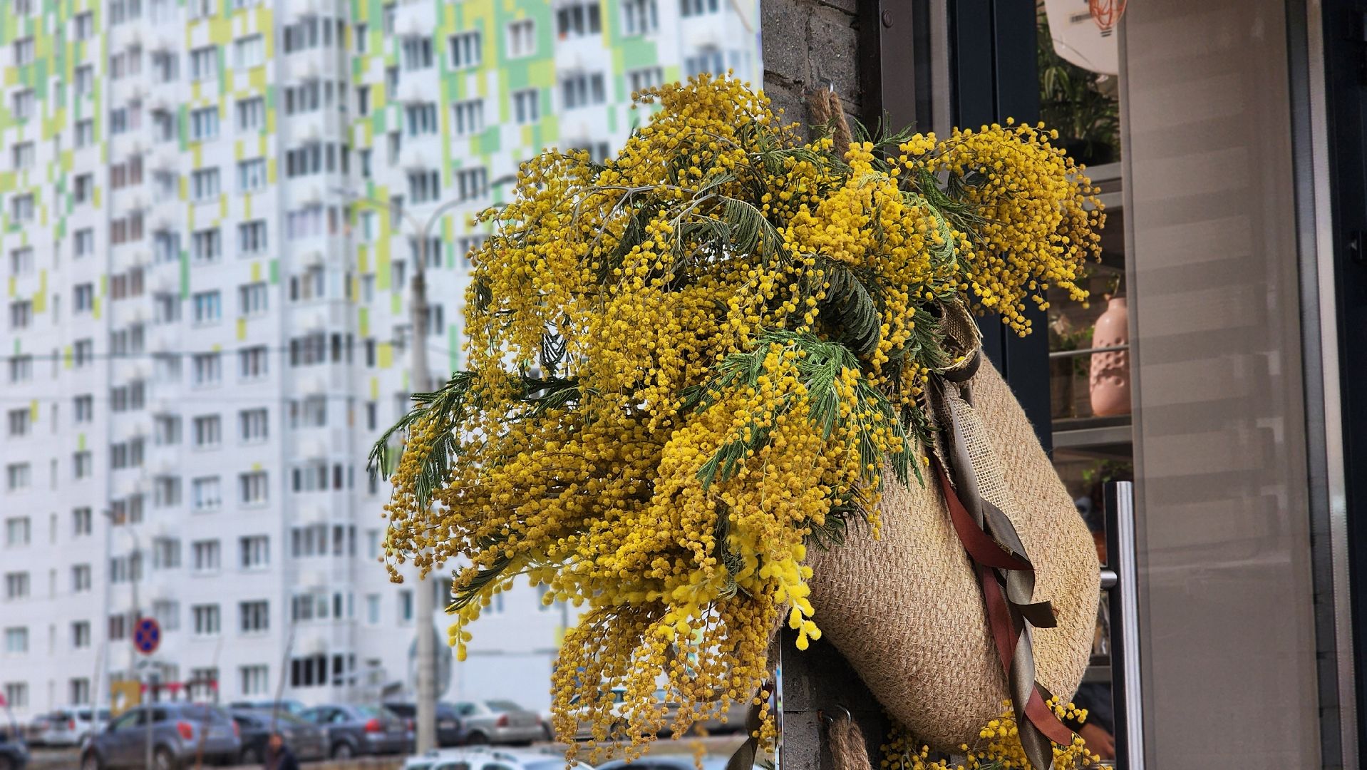 8 марта, Международный женский день, цветы, Лосино-Петровский, мимиоза,