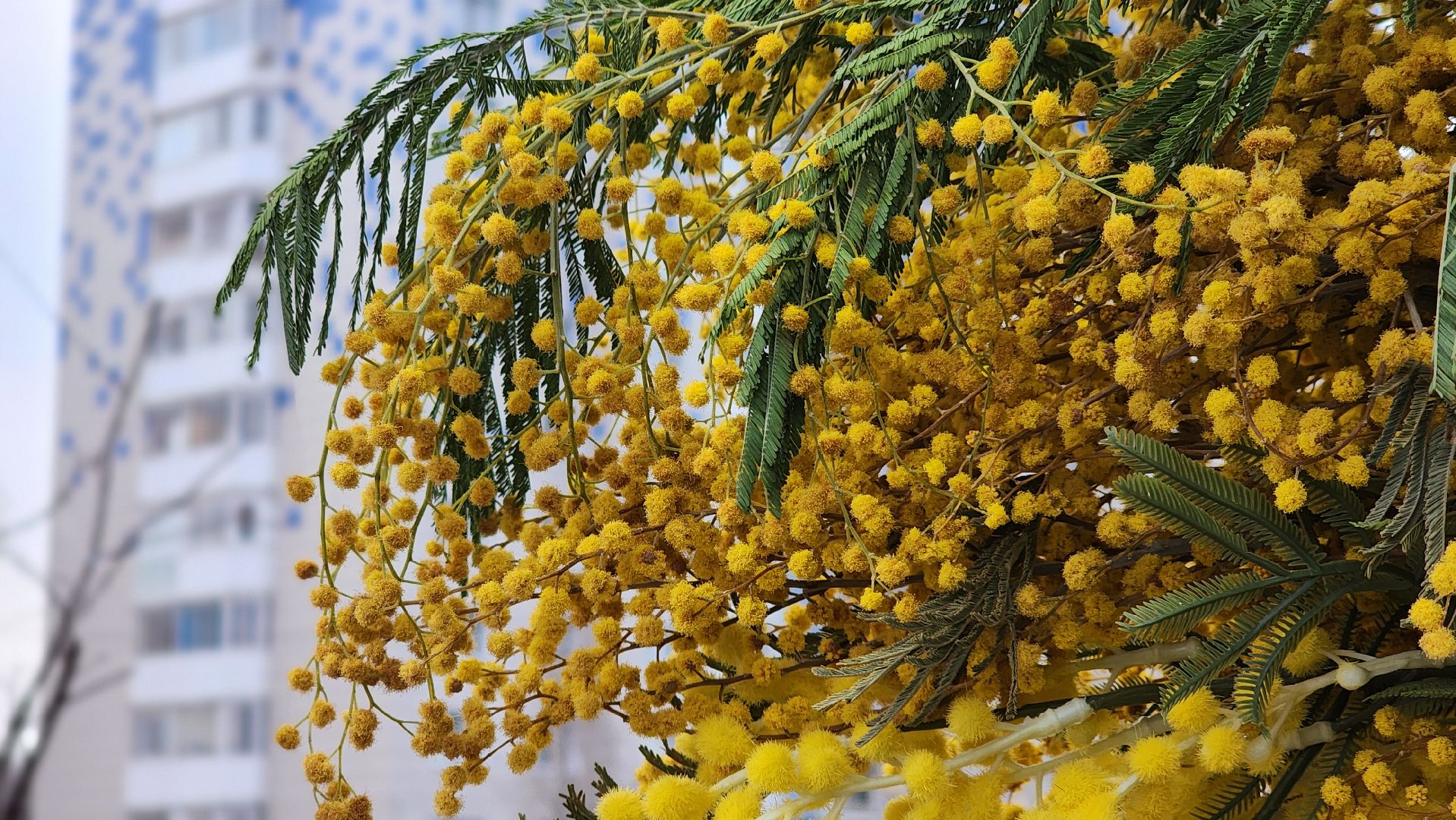 8 марта, Международный женский день, цветы, Лосино-Петровский, мимиоза,