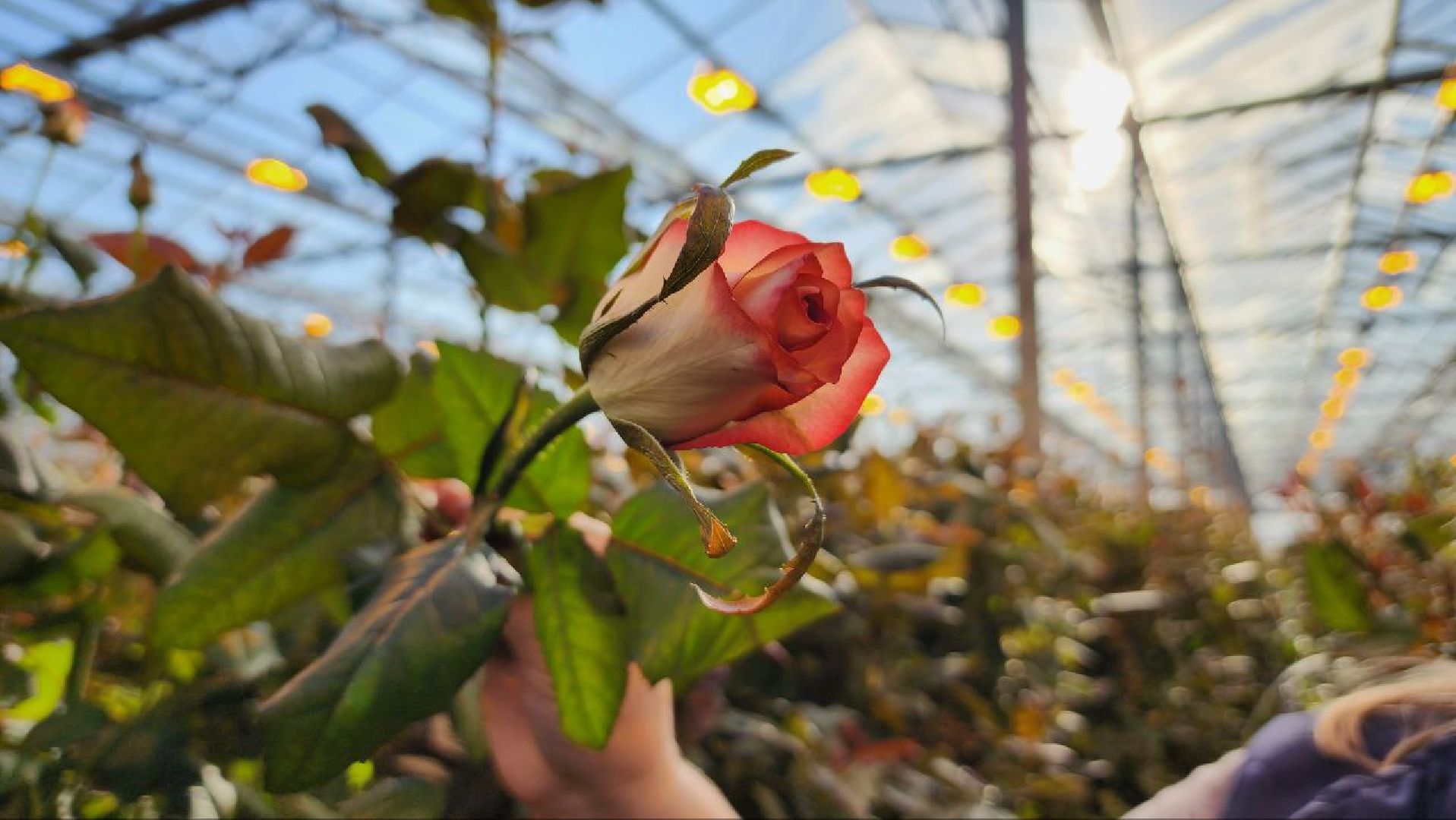 Дмитров, ТК Подосинки, Минсельхоз,