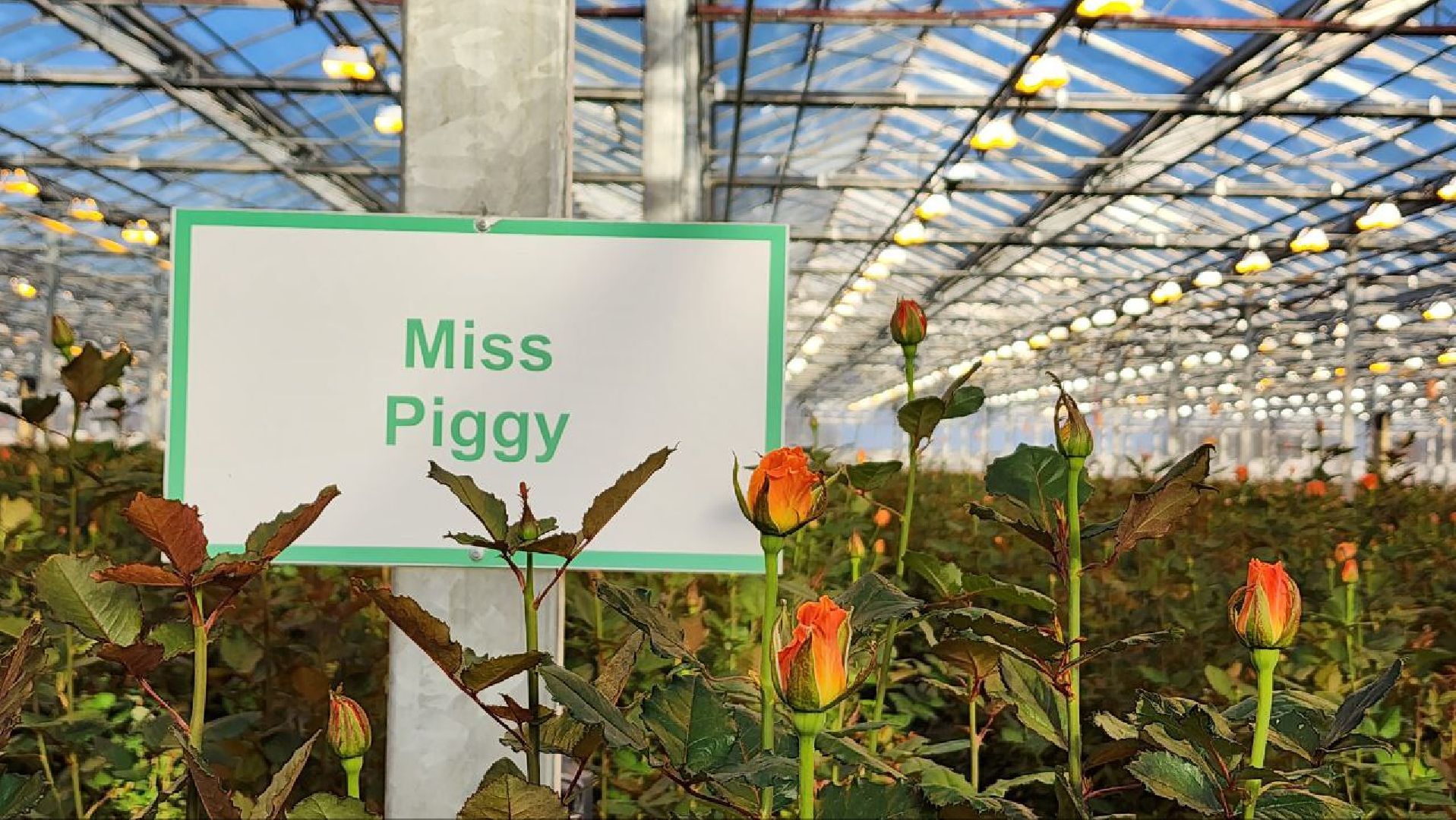 Дмитров, ТК Подосинки, Минсельхоз,