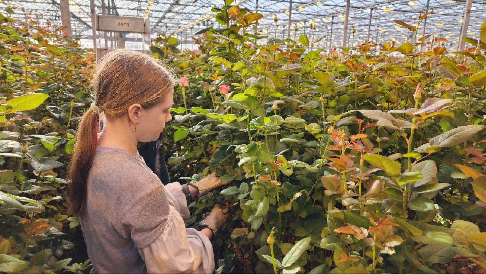 Дмитров, ТК Подосинки, Минсельхоз,