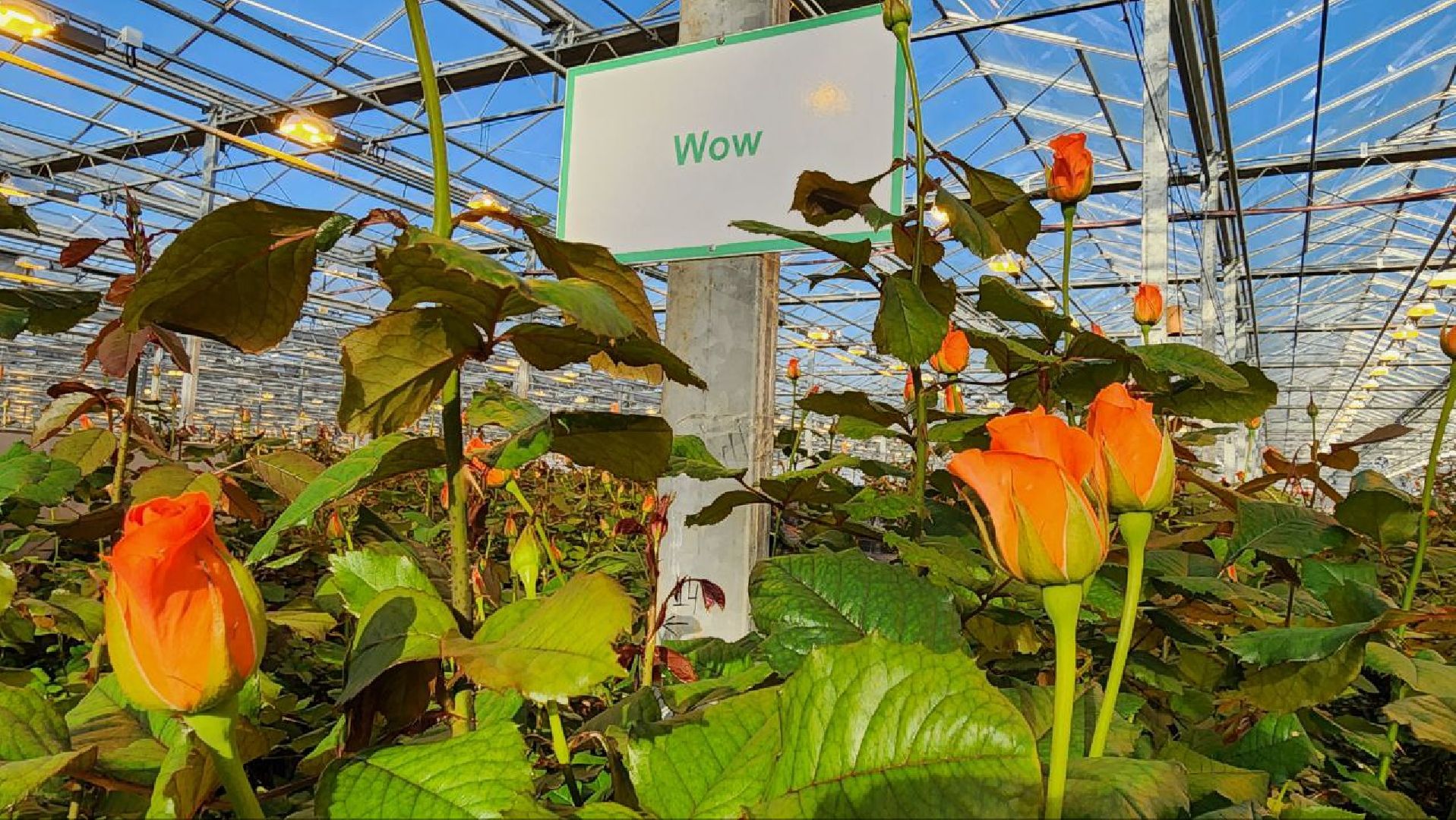 Дмитров, ТК Подосинки, Минсельхоз,