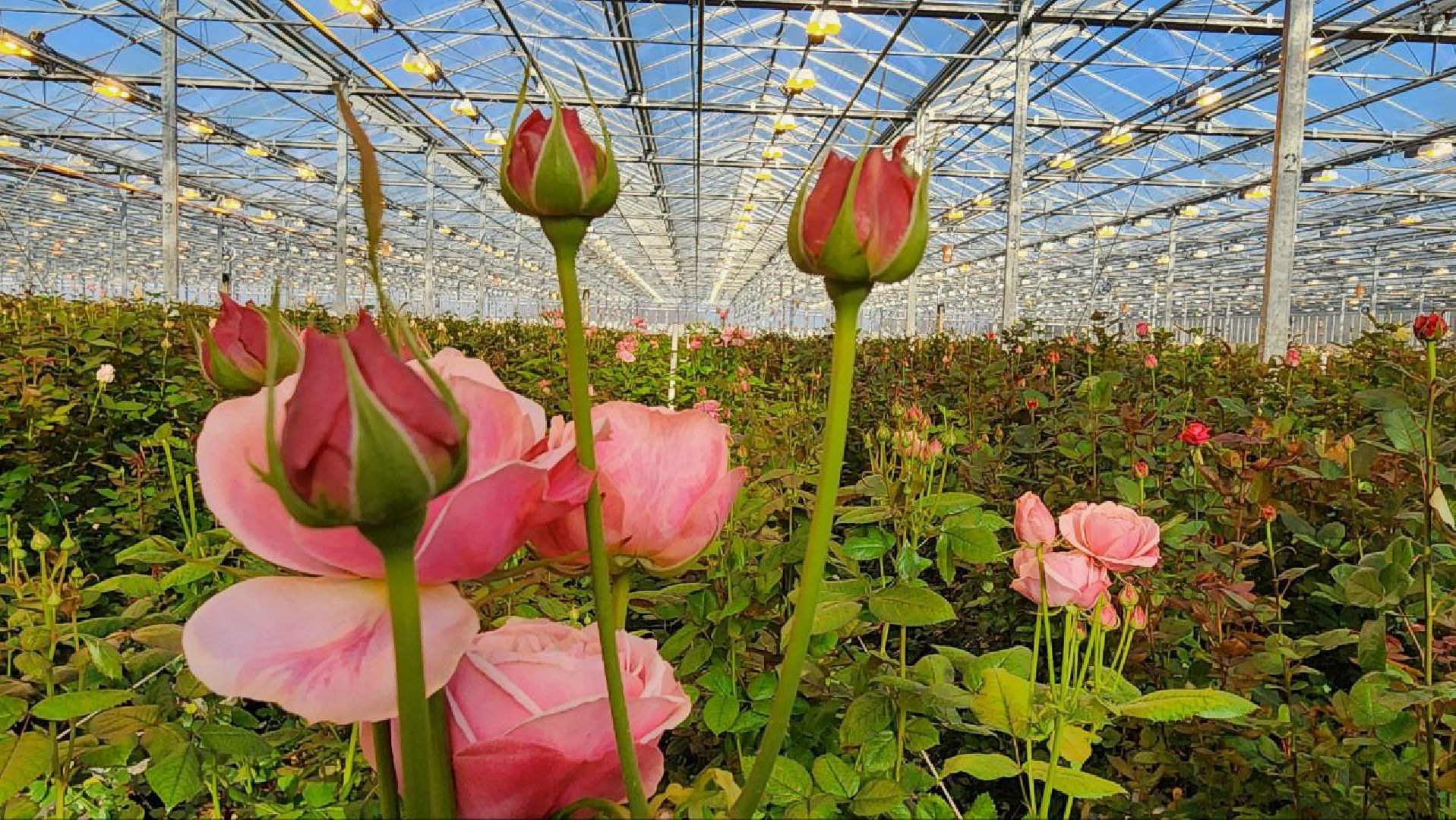 Дмитров, ТК Подосинки, Минсельхоз,