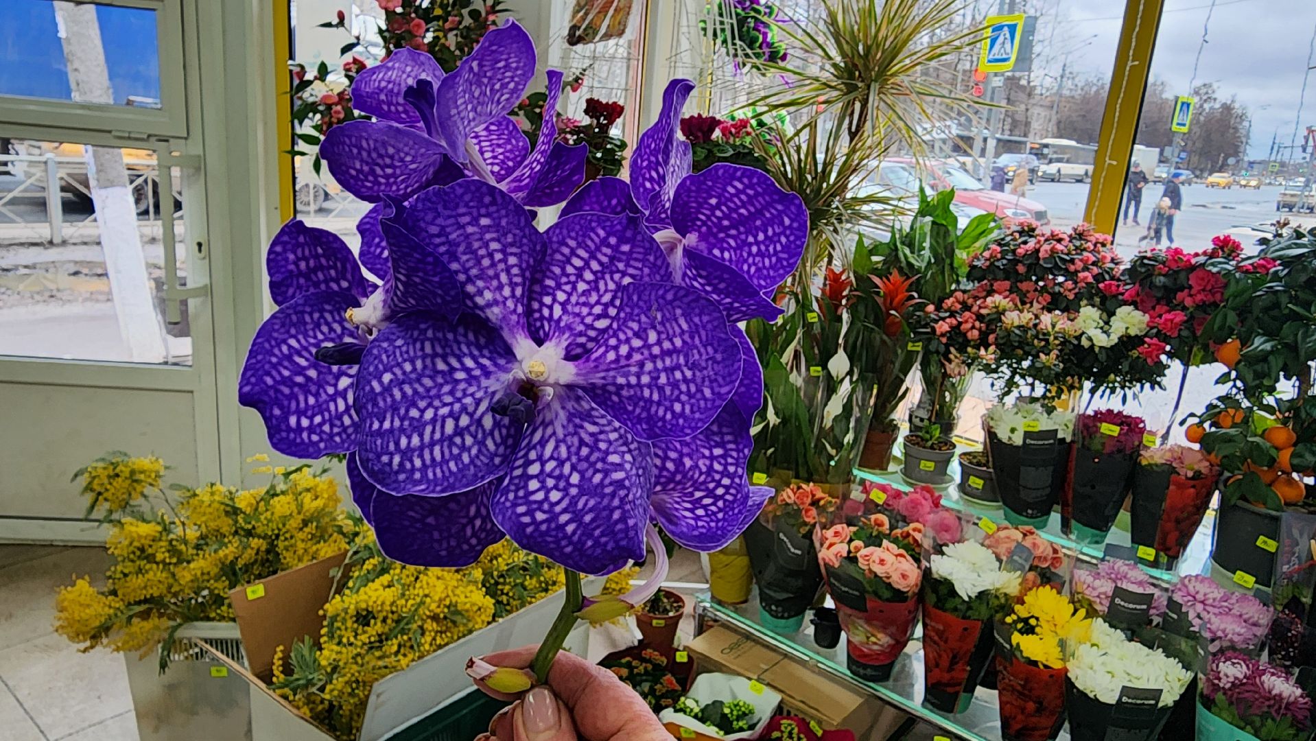 Бронницы, Цветы к 8 марта, Мужчины выбирают цветы,